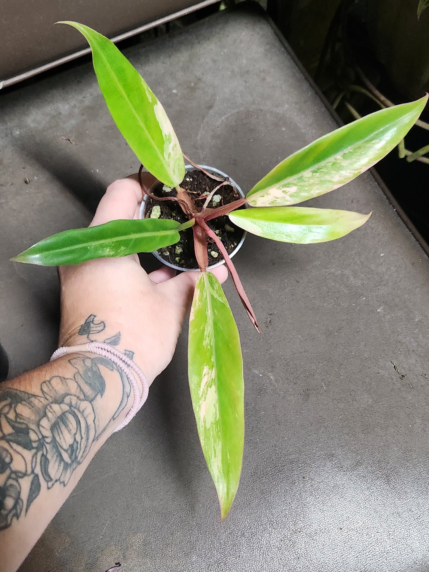 Caramel Marble Philodendron