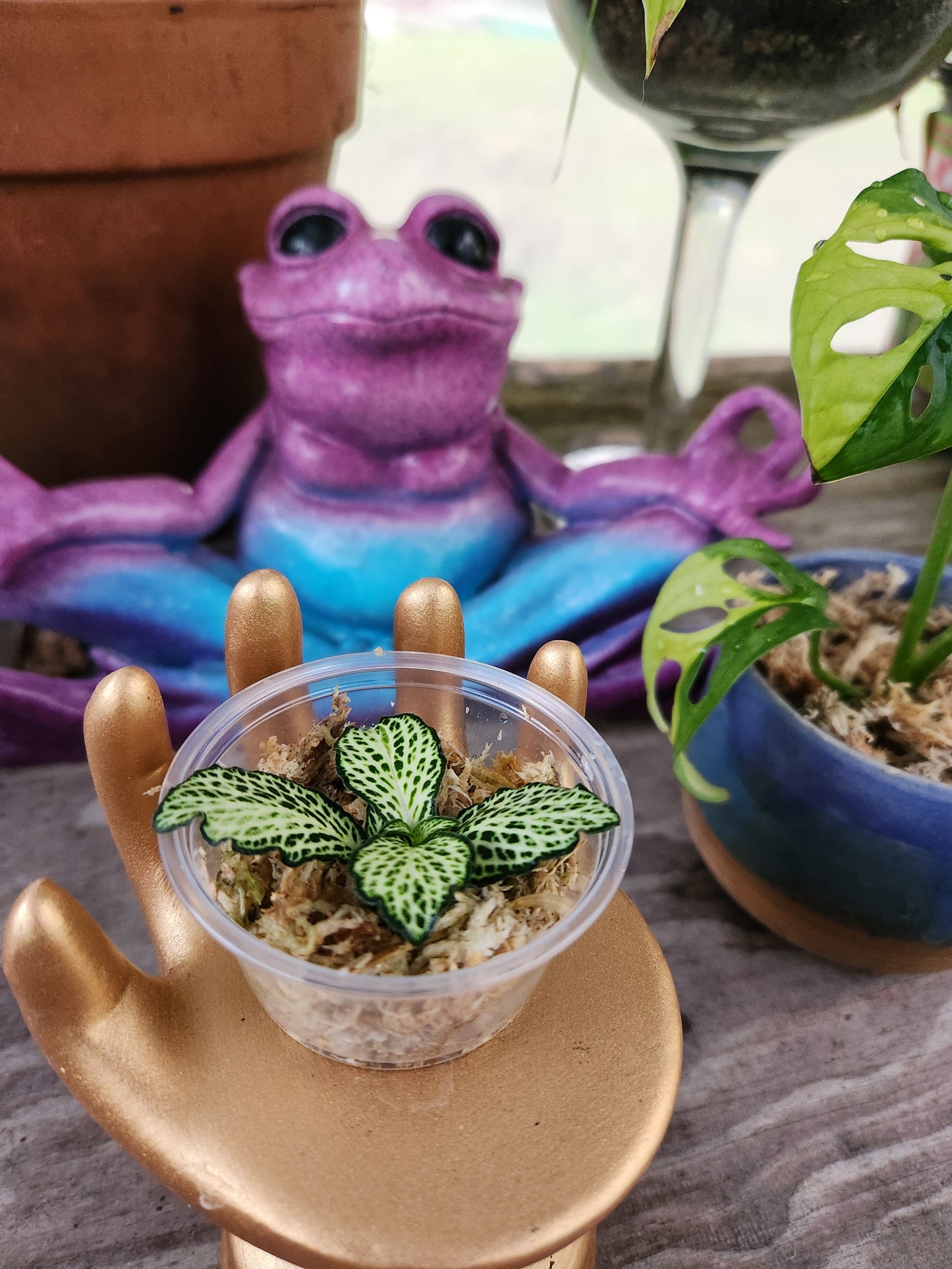 Fitonia Propagation Kits