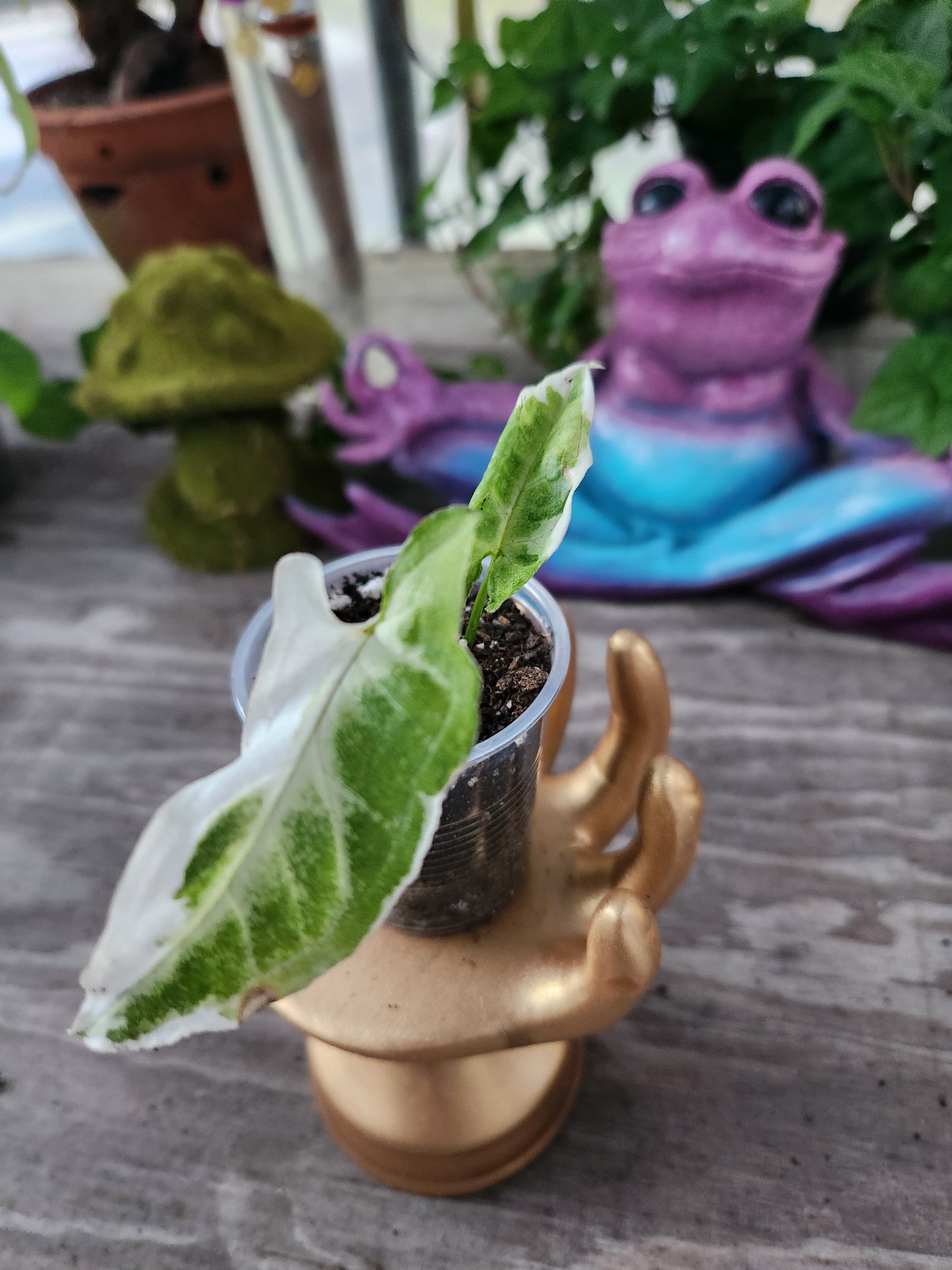 Syngonium T25