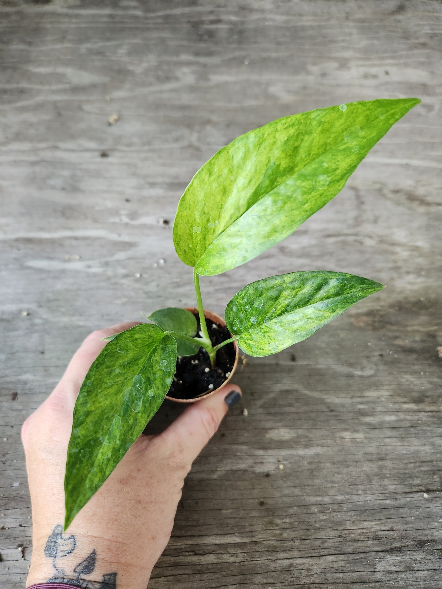 Epipremnum Pinnatum Mint