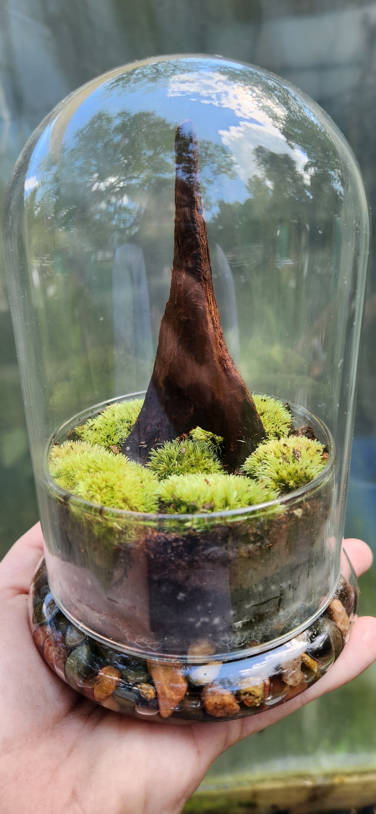 Bell Jar Glass Terrarium