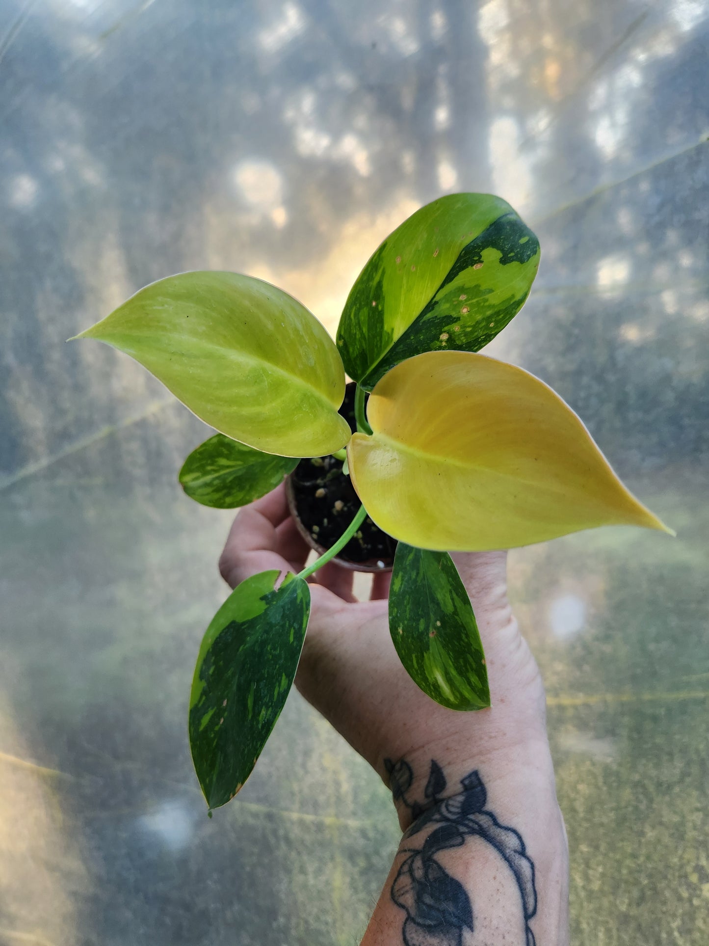 Rare and Rooted Monthly Plant Subscription Box