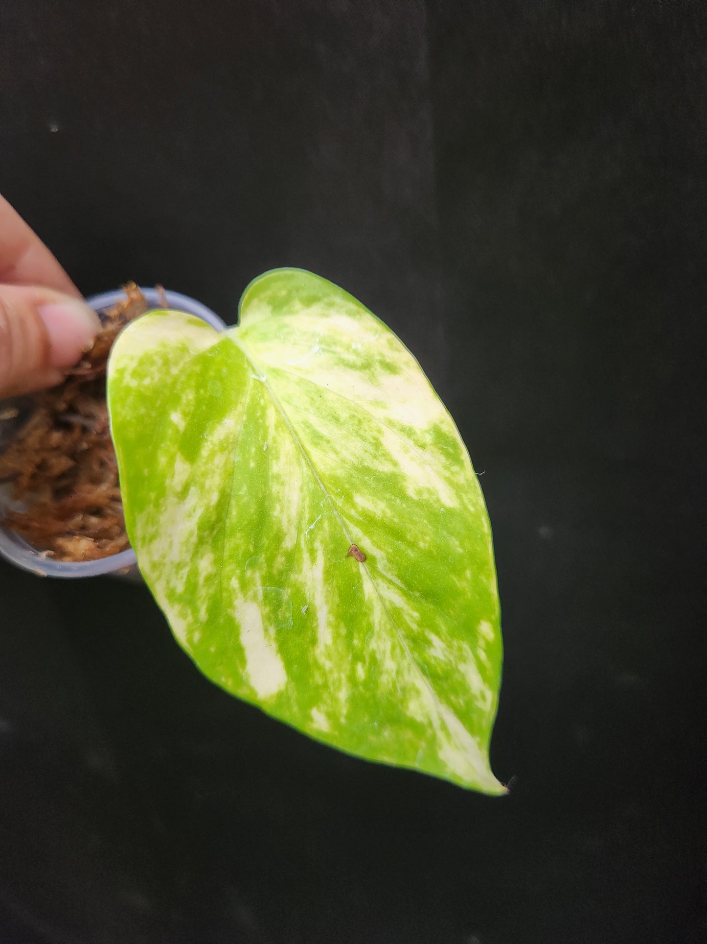 Variegated Neon Marble Pothos