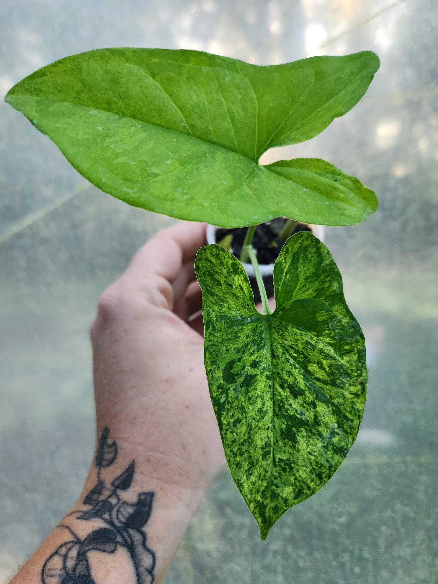 Syngonium Mojito