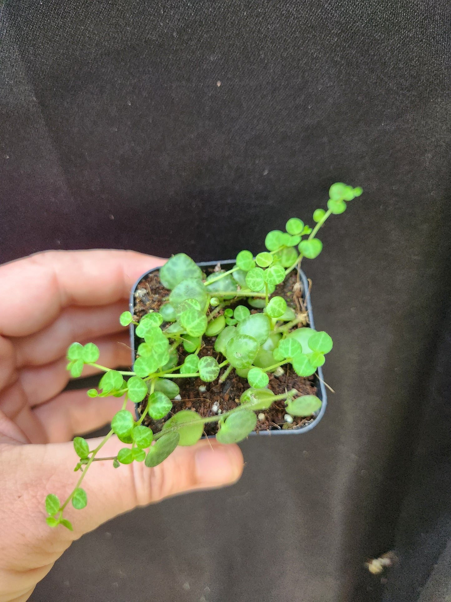 Peperomia Prostrata "String Of Turtles"