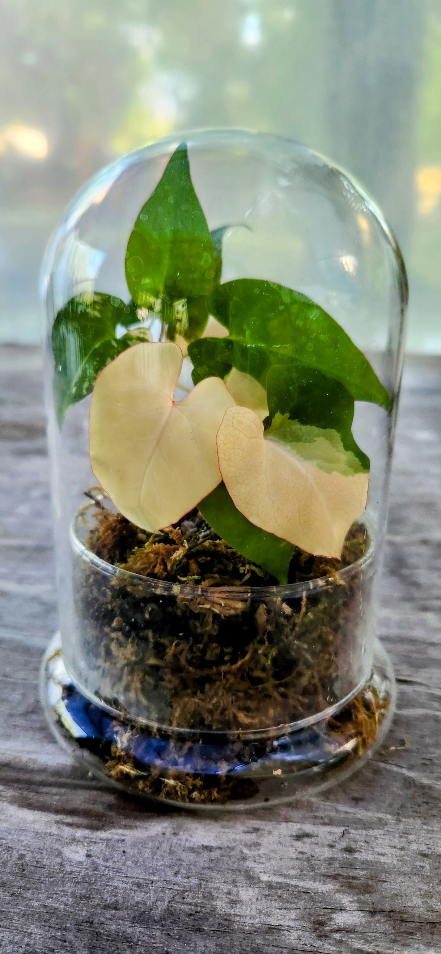 Bell Jar Glass Terrarium
