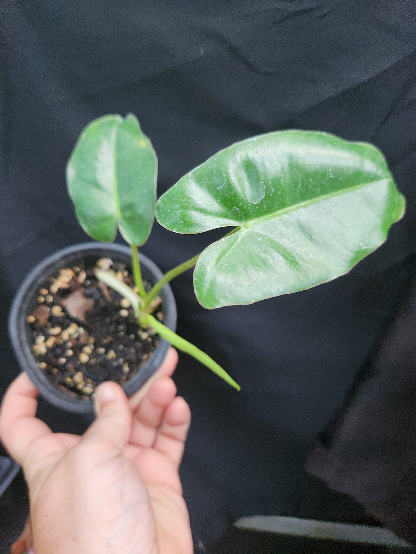 Pariso Verde Philodendron