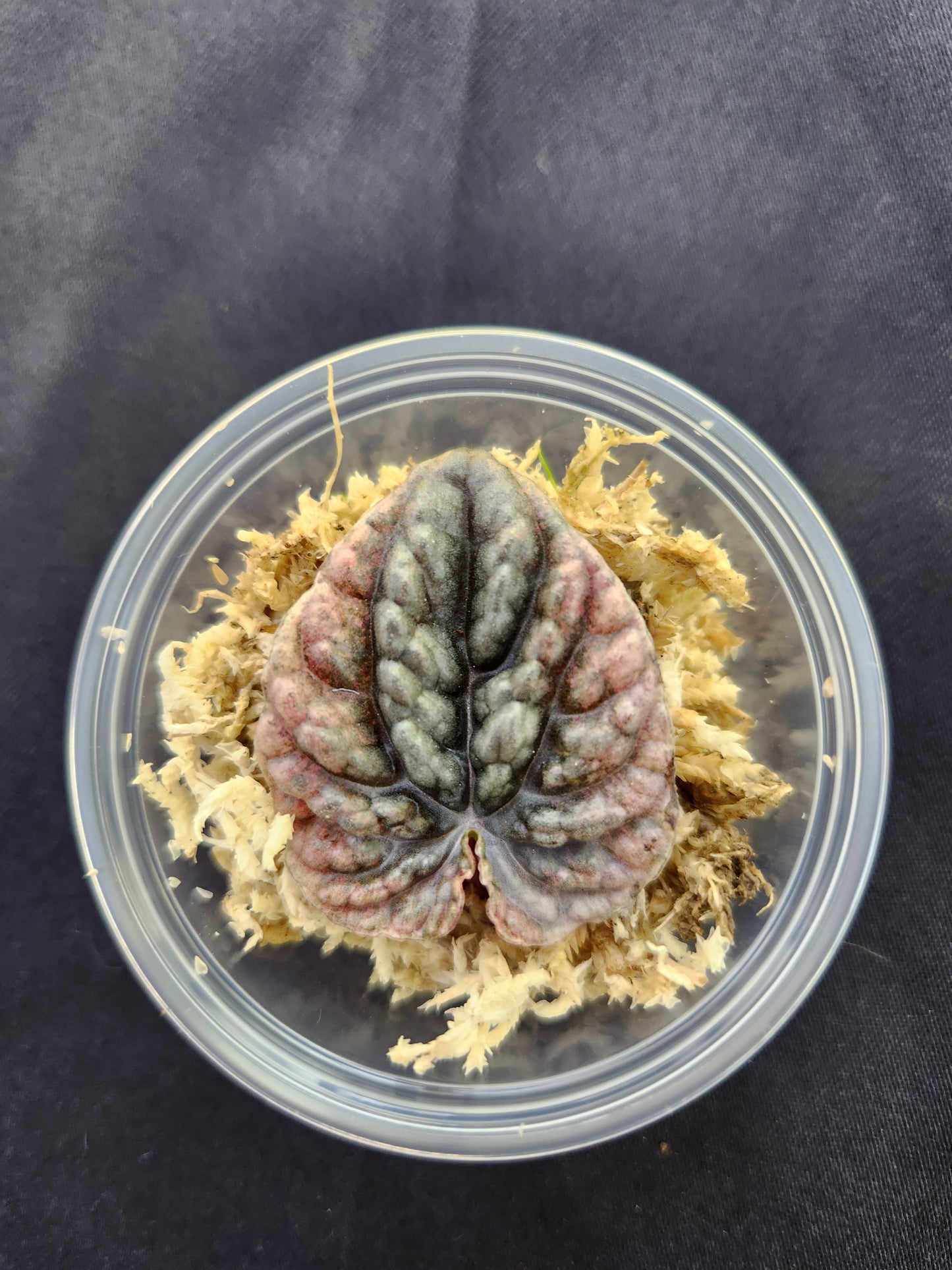 Peperomia Propagation Kit