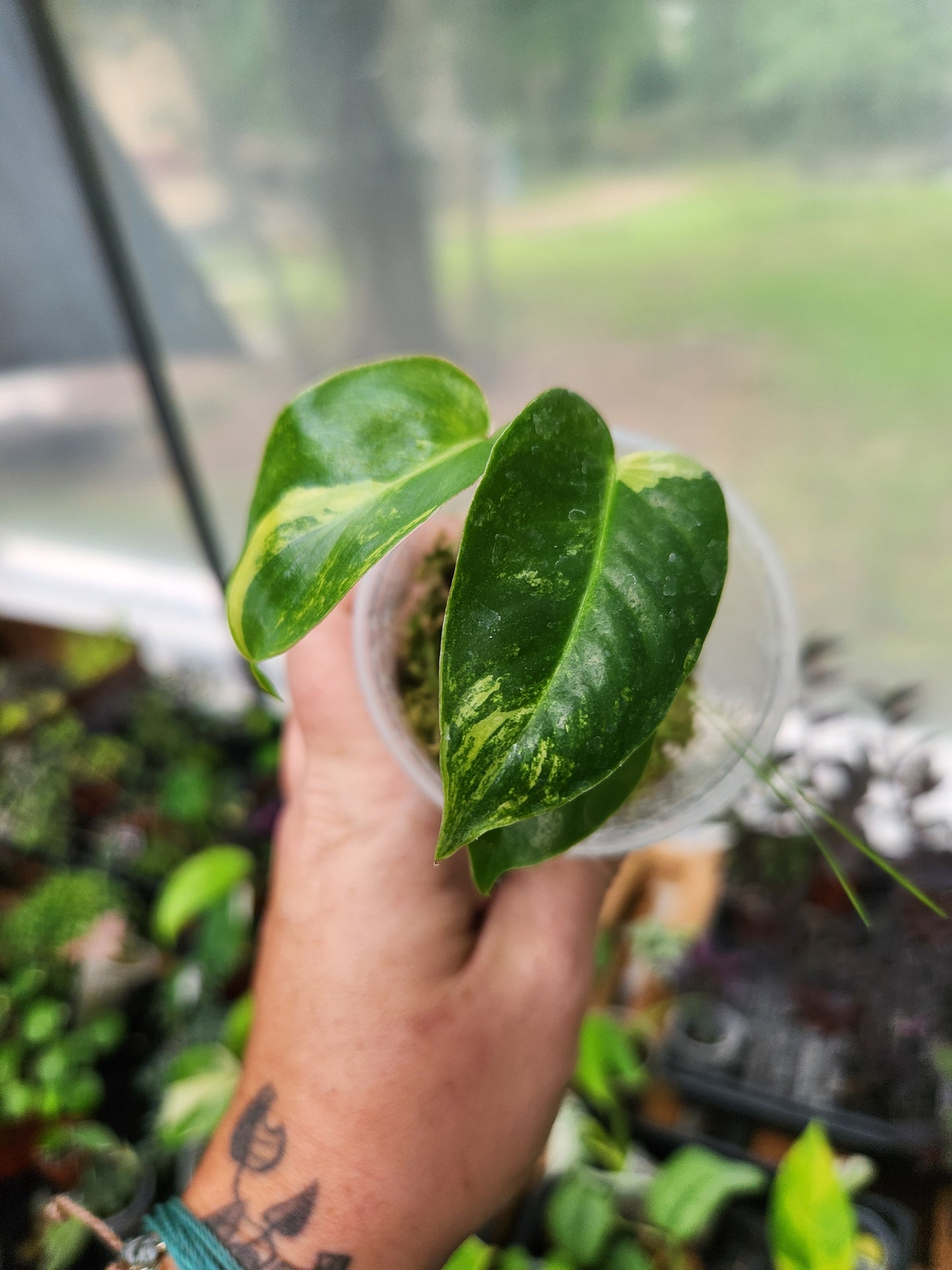 Variegated Burl Marx Philodendron