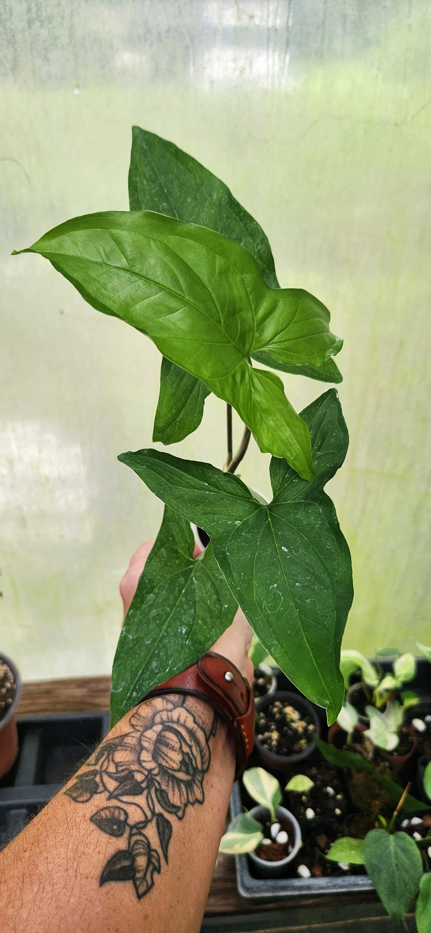 Syngonium Mojito
