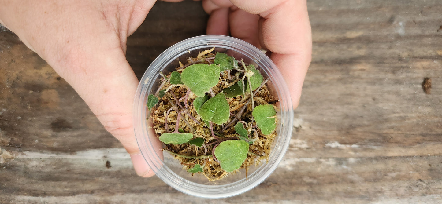 String of Orange River Propagation Cup