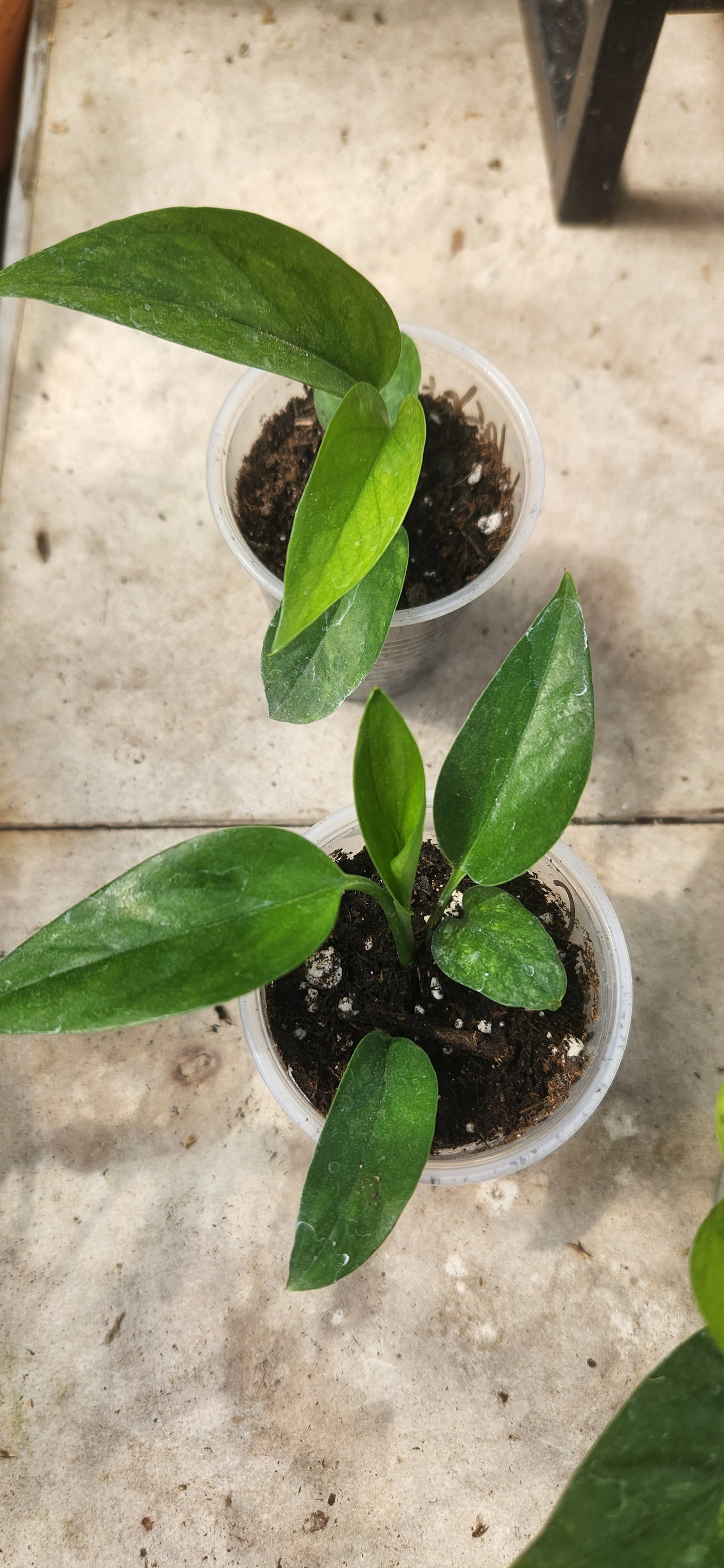 Teruno Washio Green Scratch Pothos