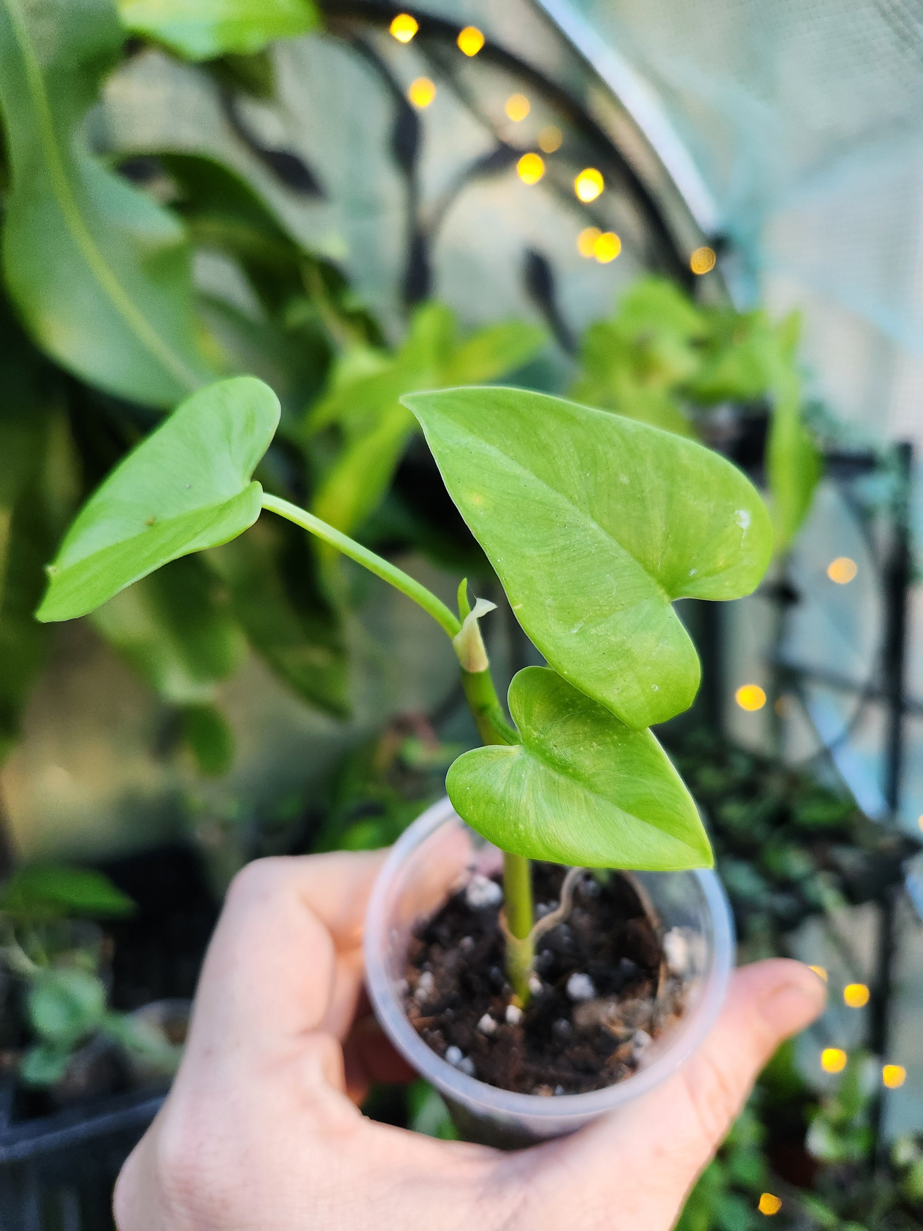 philodendron frits-wentii Philodendron Fritz Wenteii Propagation Cutting Kit