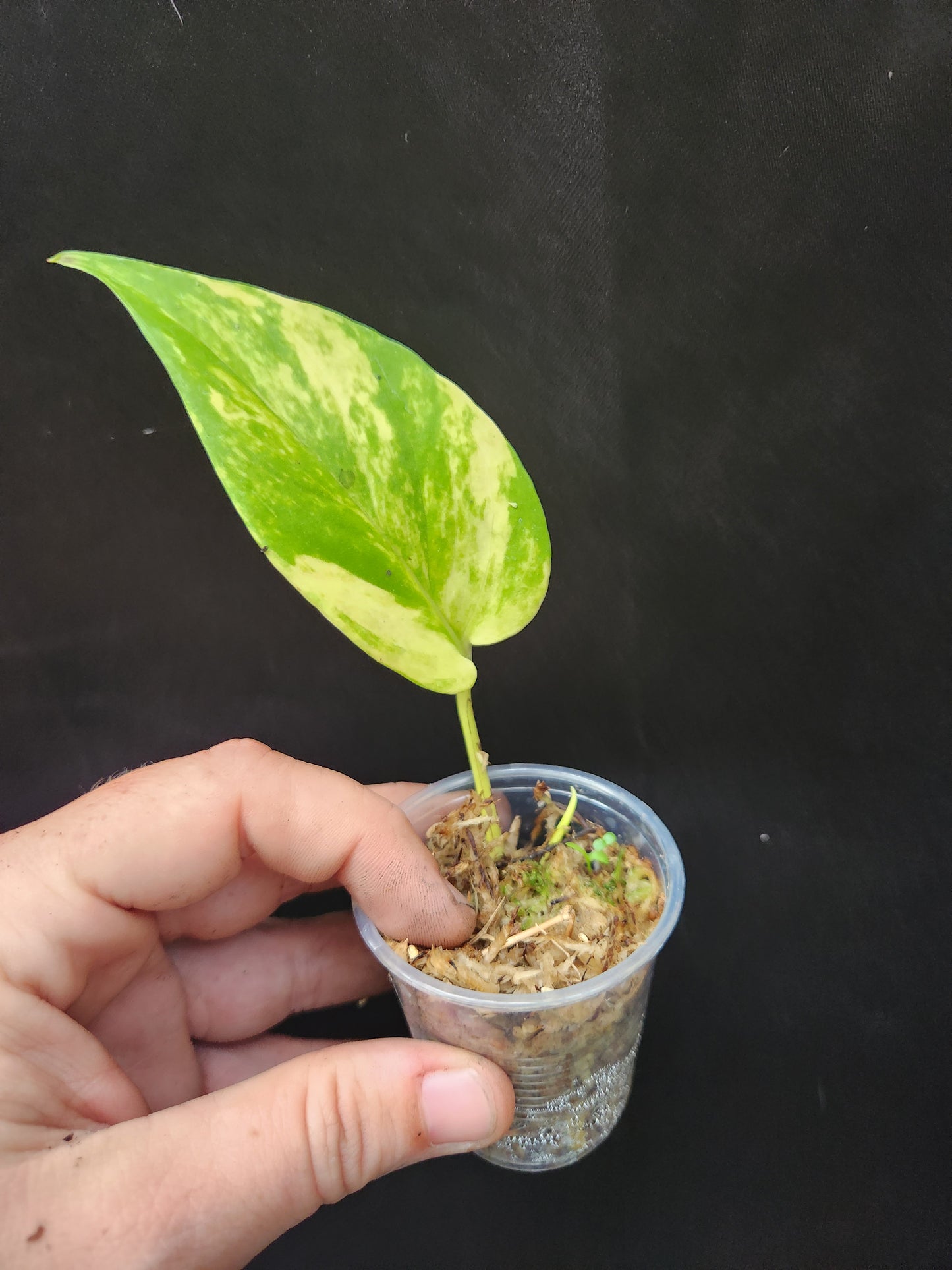 Variegated Neon Marble Pothos