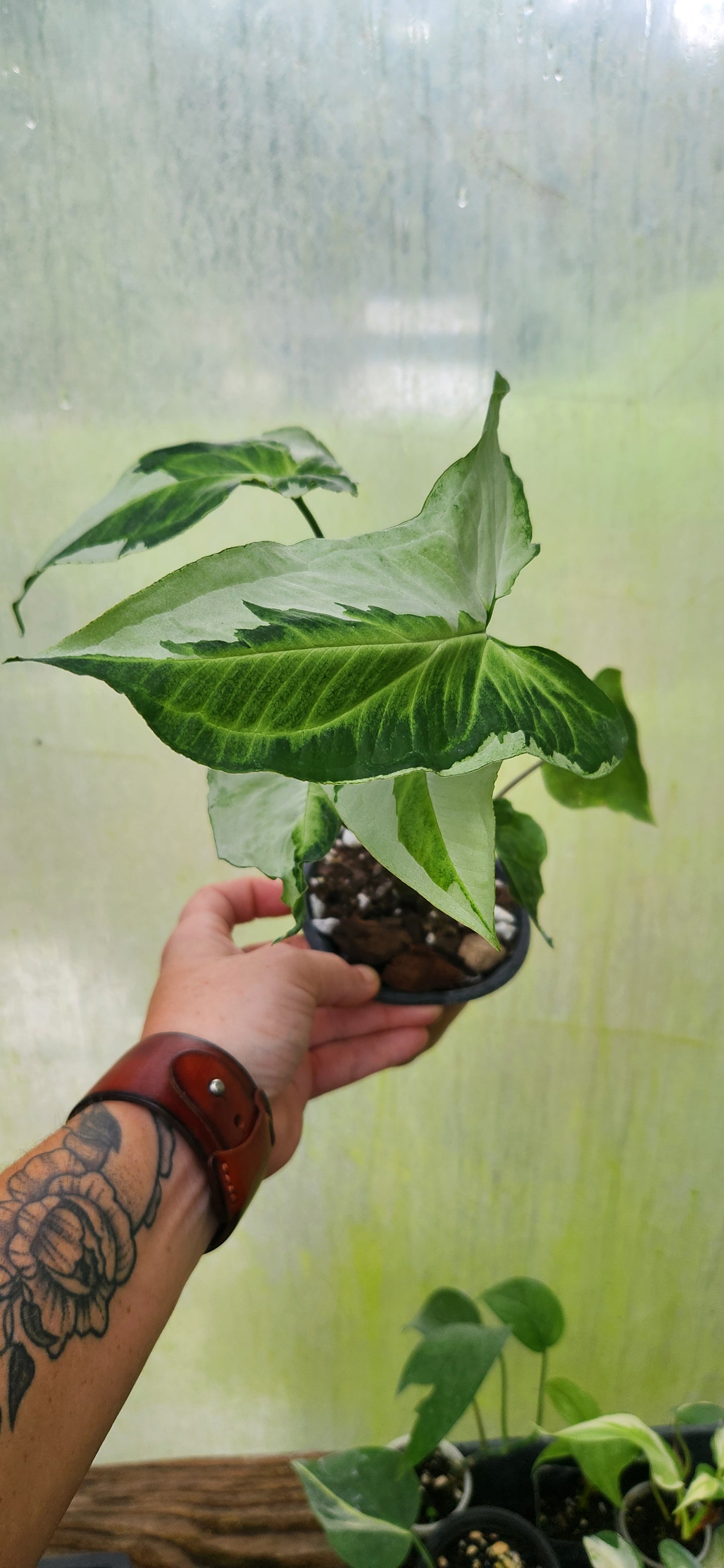 Three Kings Syngonium
