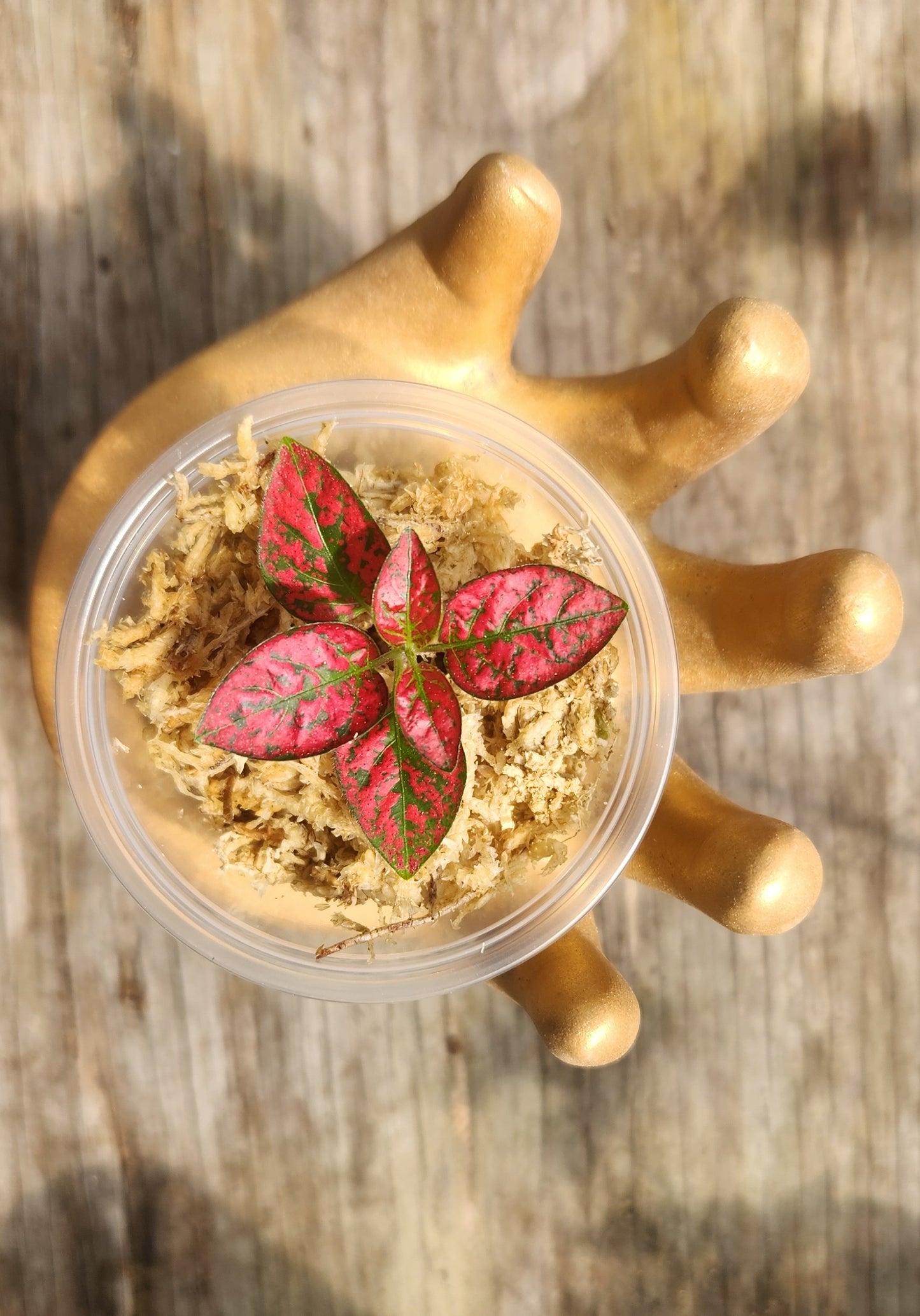 Red Polka Dot Propagation Cup
