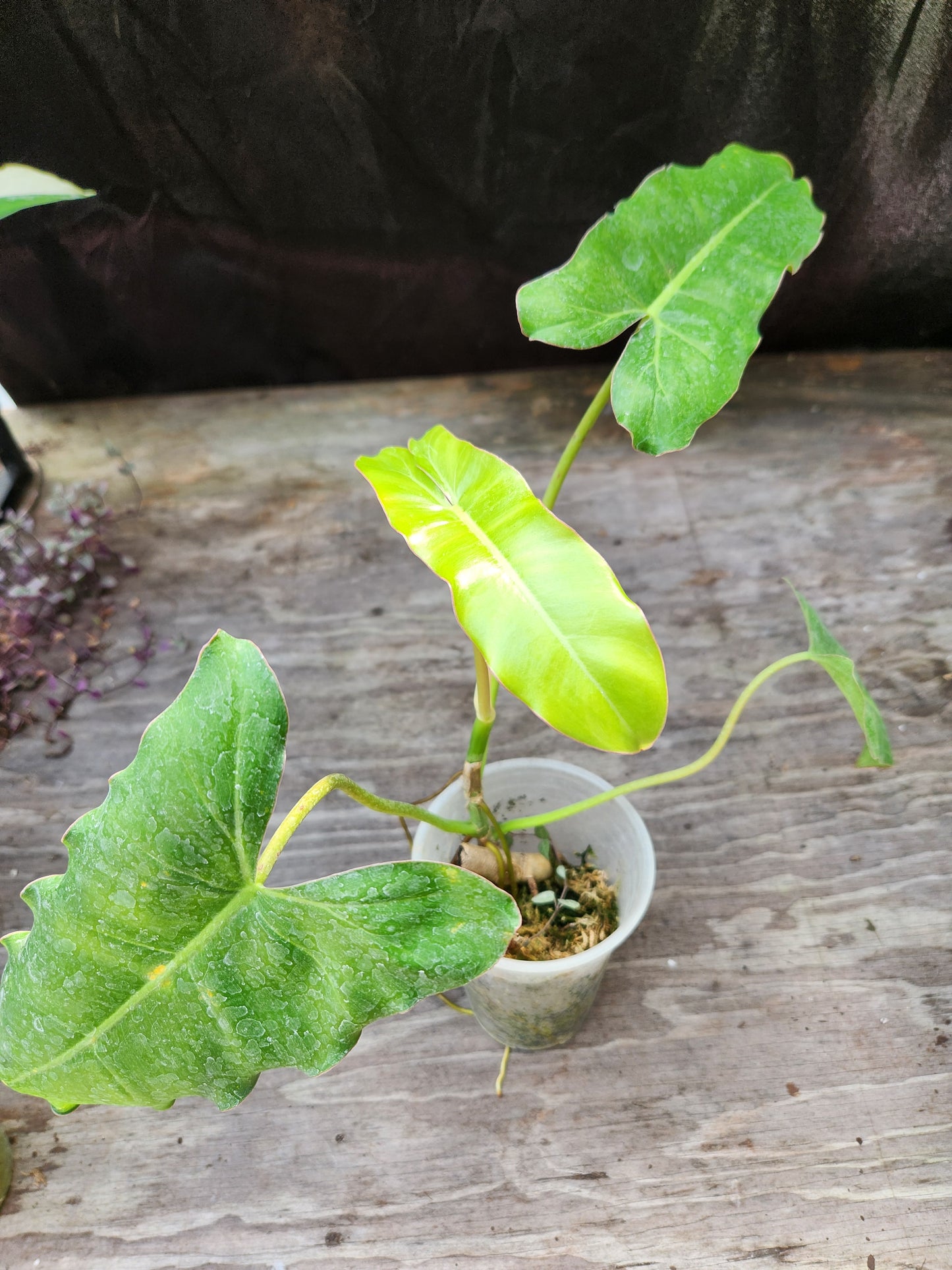 Pariaso Verde Philodendron