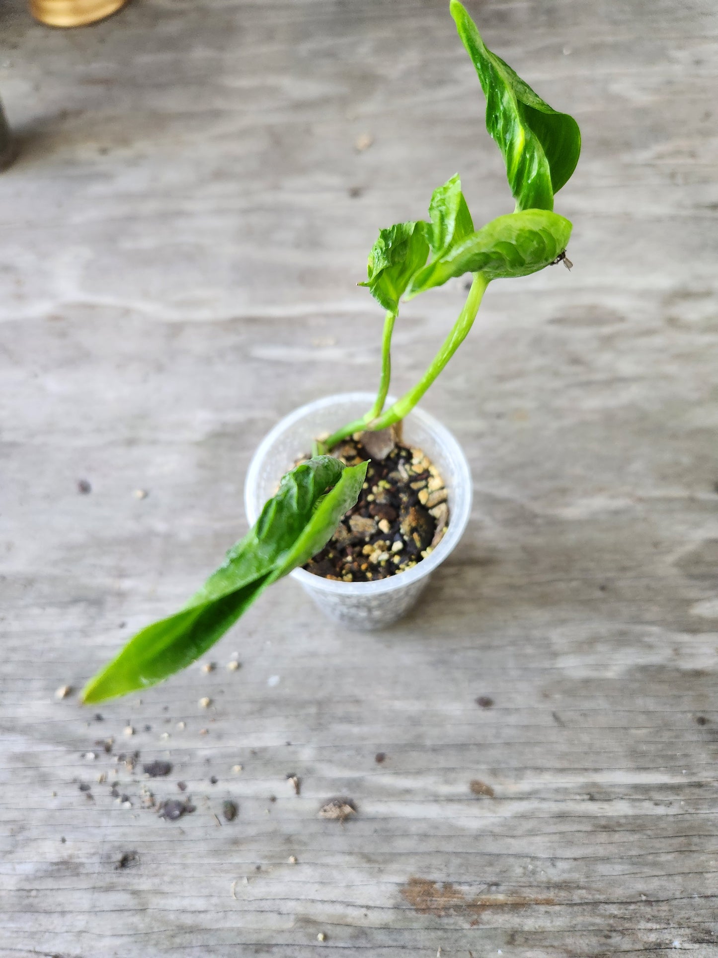 Shangri La Pothos