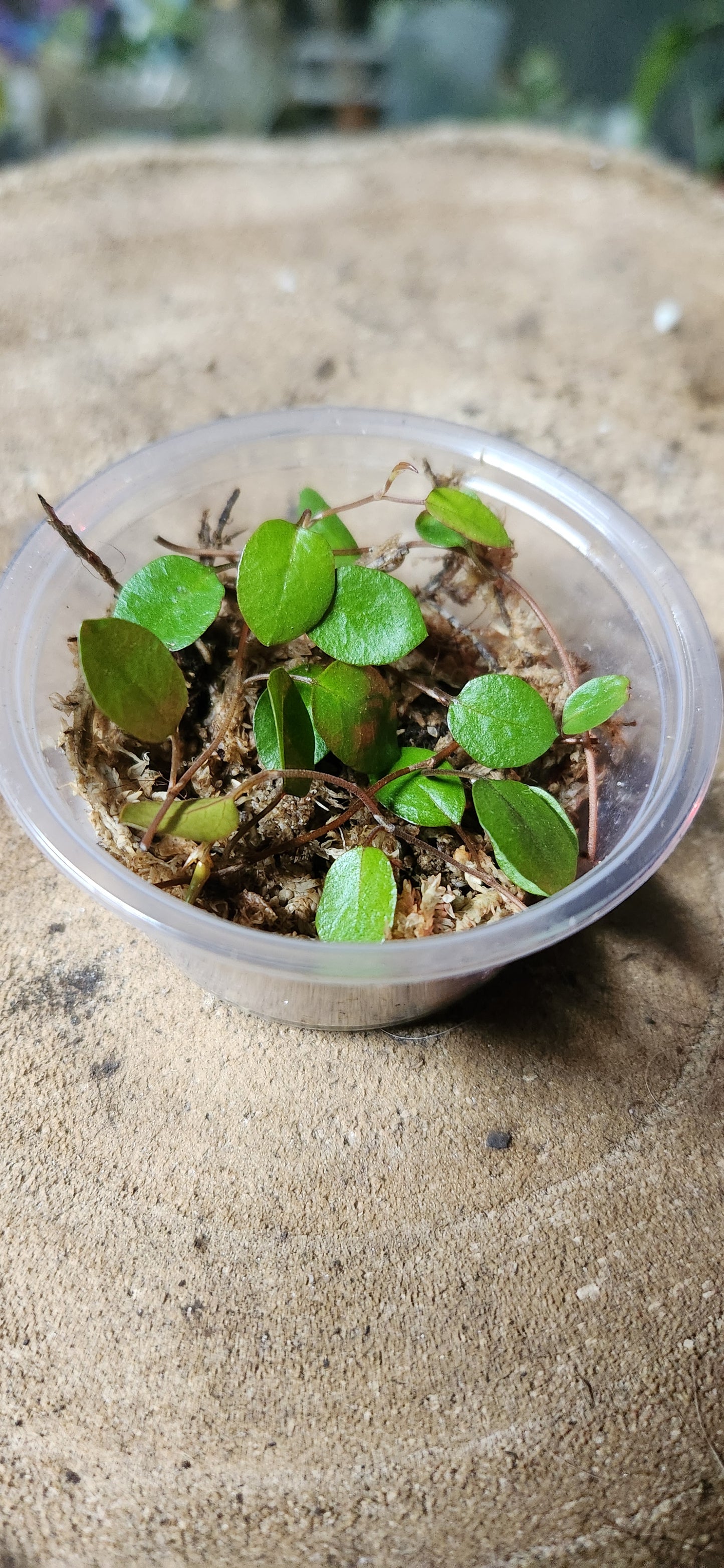 Maidenhair Vine Propagation Kit