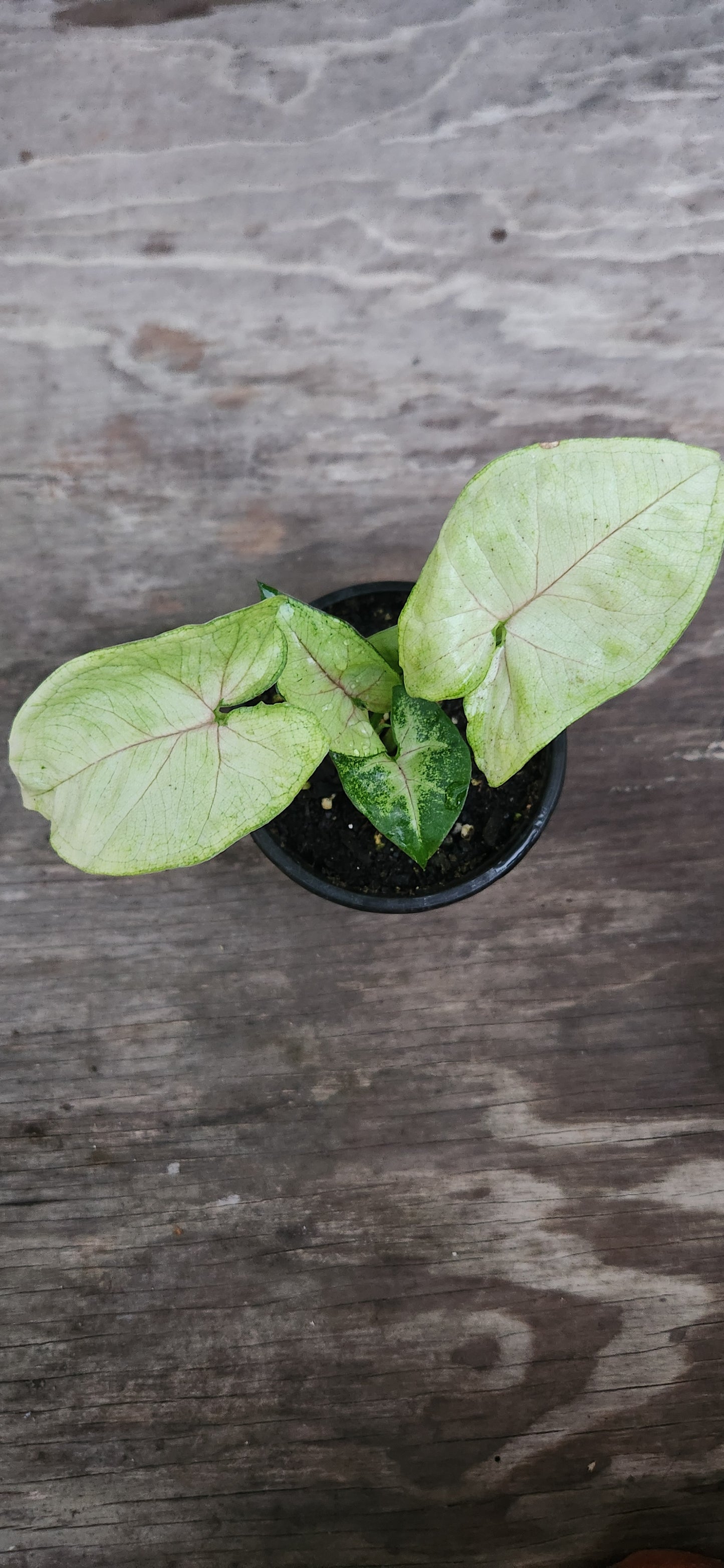 Syngonium Matcha Sprinkles