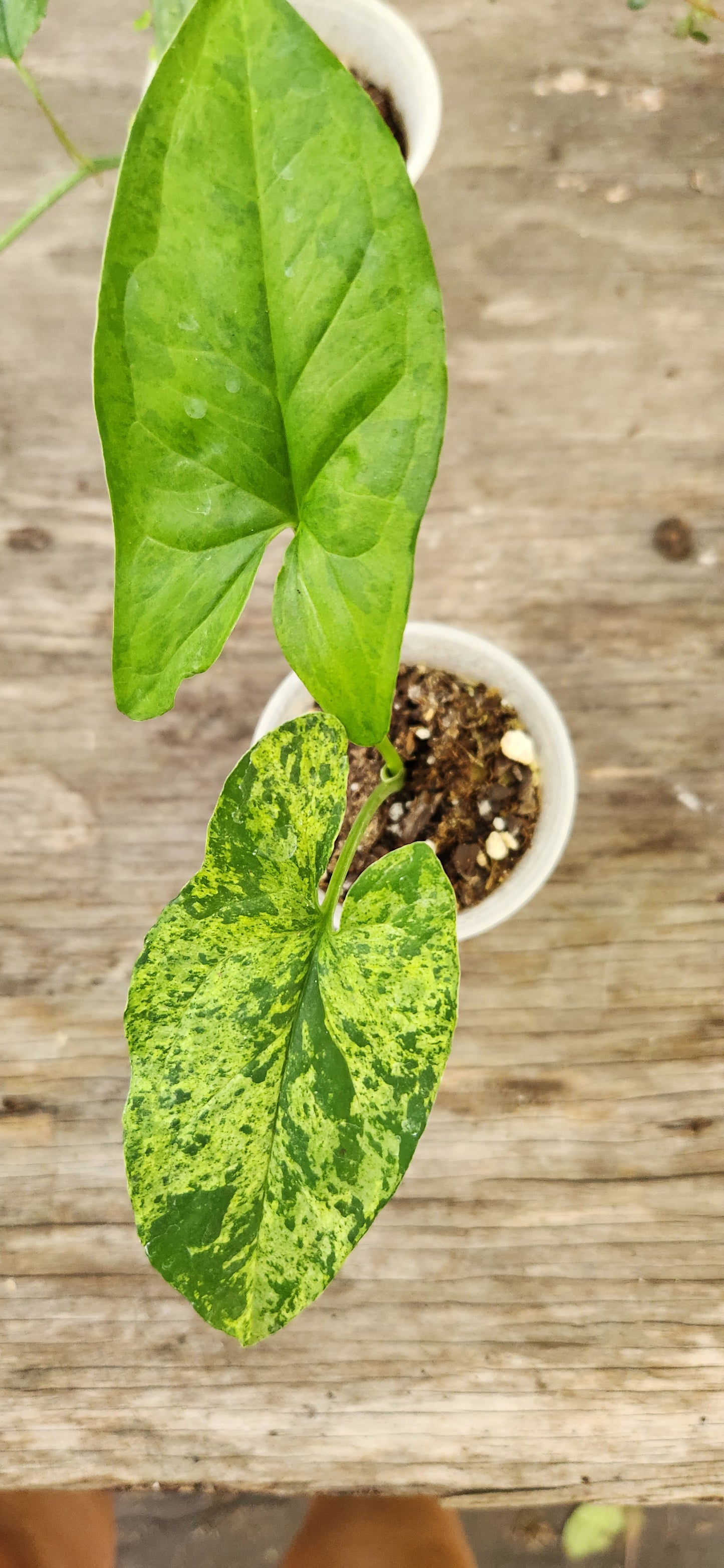 Syngonium Mojito