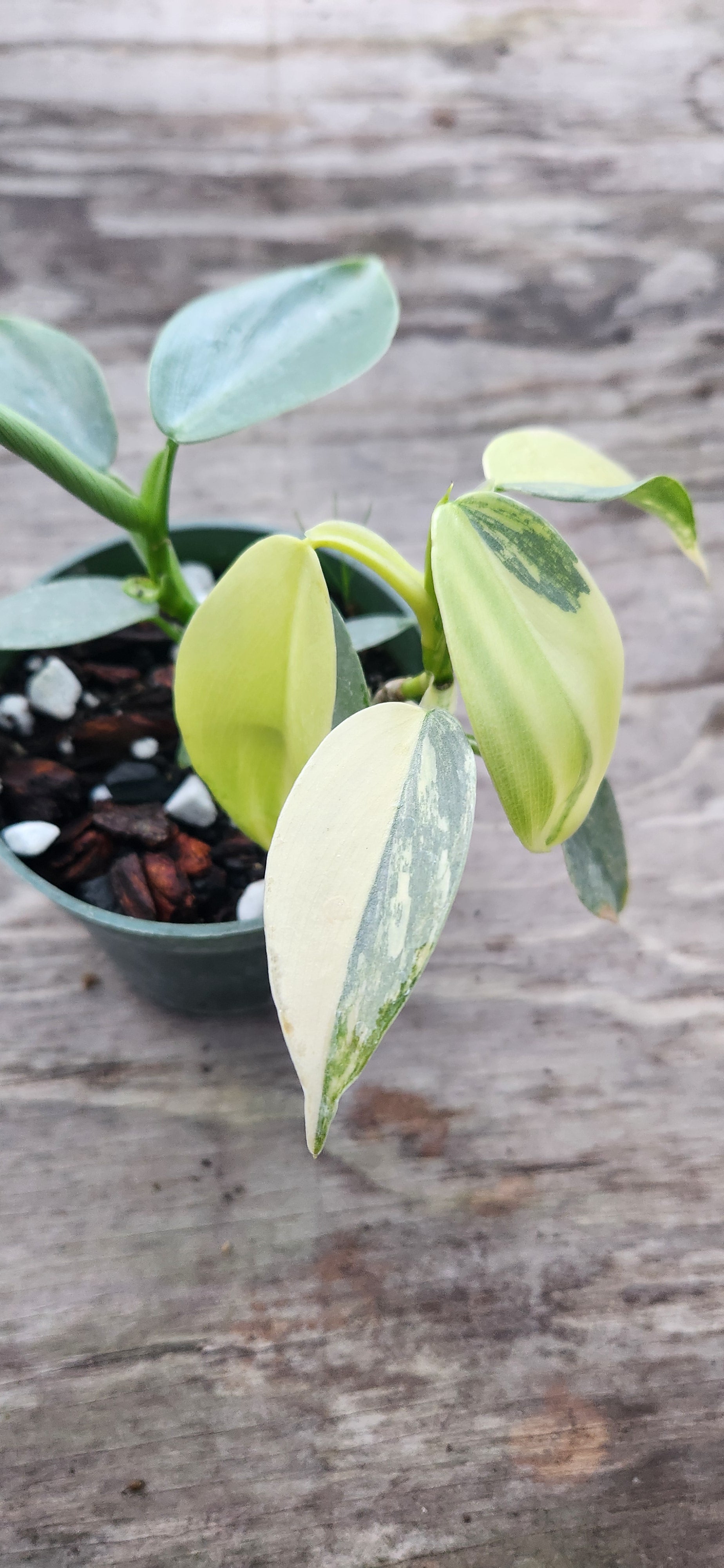 philodendron grey vs silver sword Variegated Silver Sword Philodendron – Blackwood Botanical