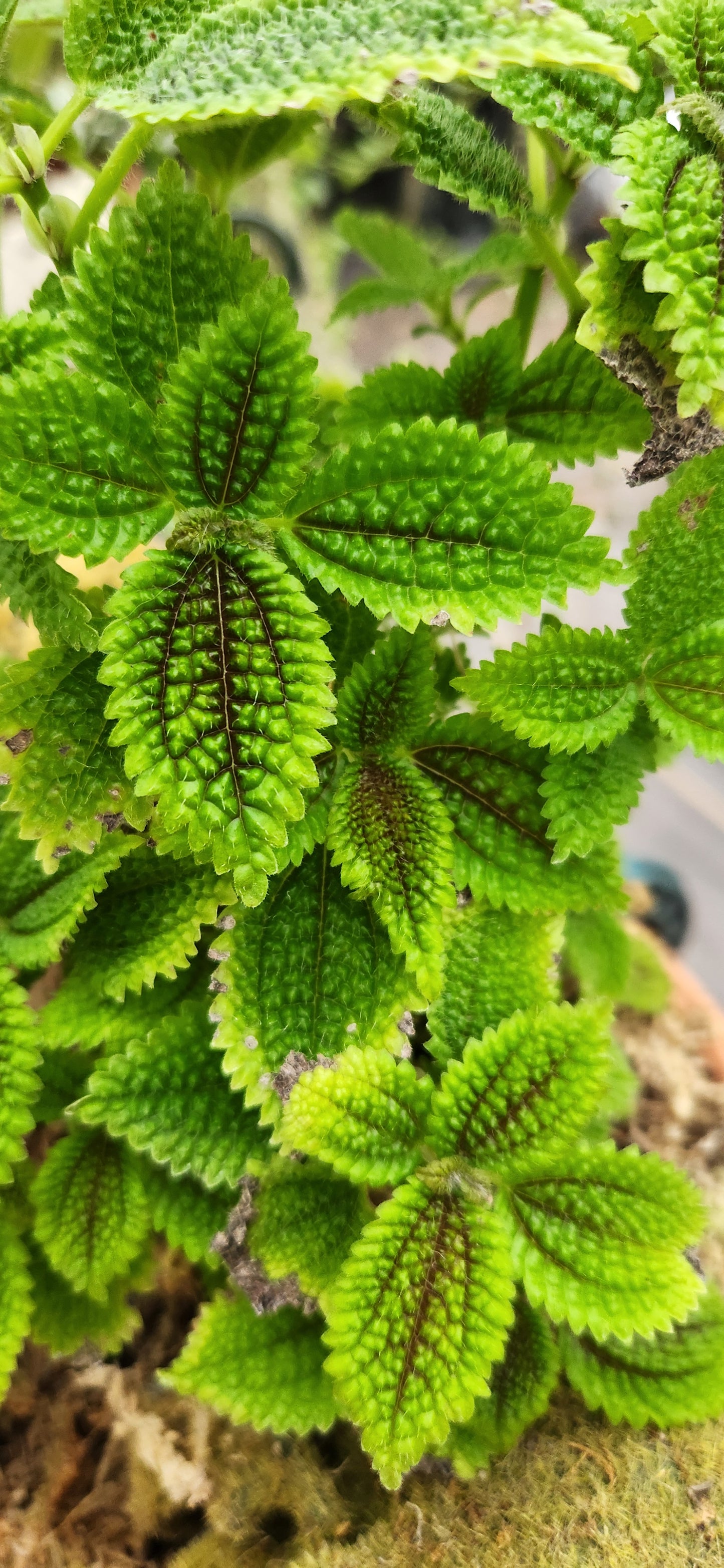 Pilea Moon Valley Propagation Kit