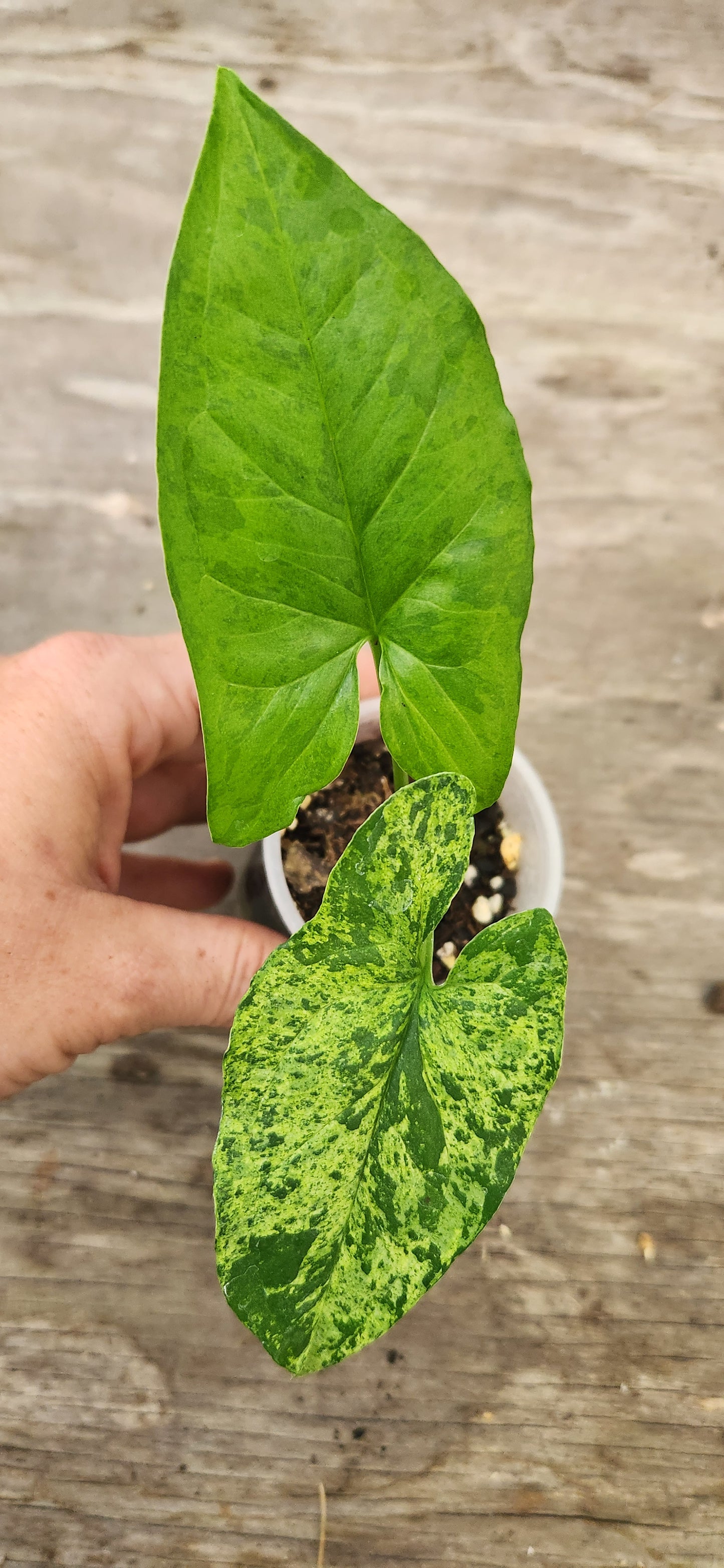 Syngonium Mojito