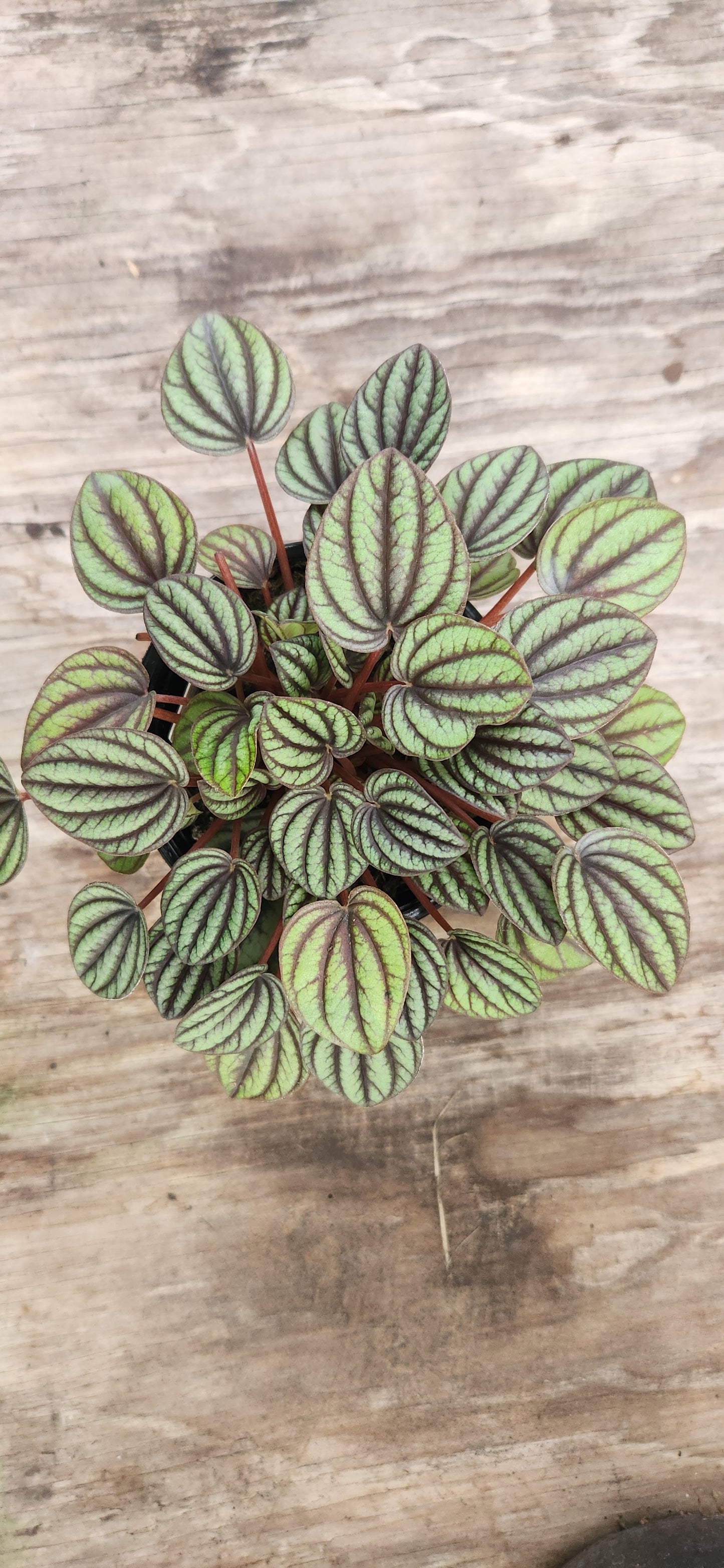 Peperomia Piccolo Banda Propagation Kit