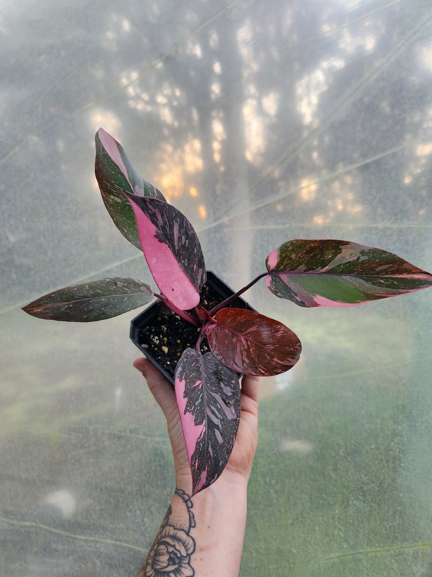 Rare and Rooted Monthly Plant Subscription Box