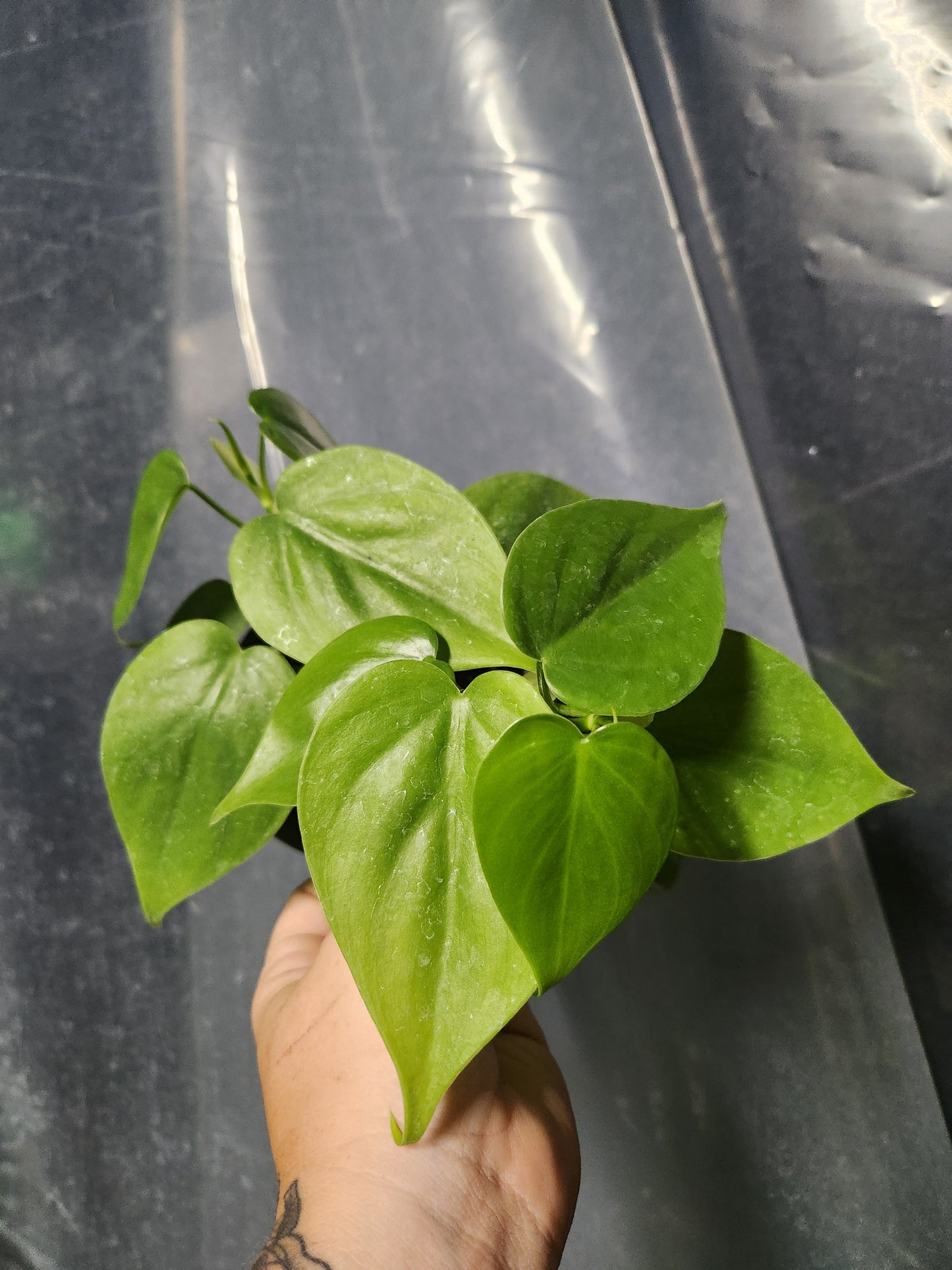 Heartleaf Philodendron