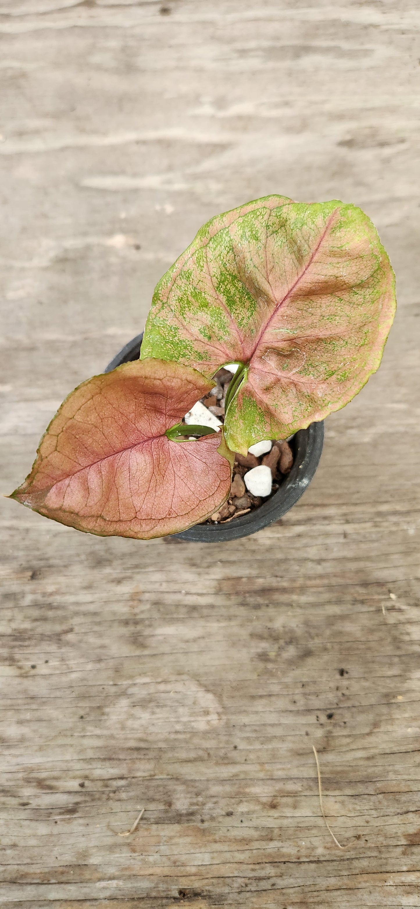 Strawberry Ice Syngonium