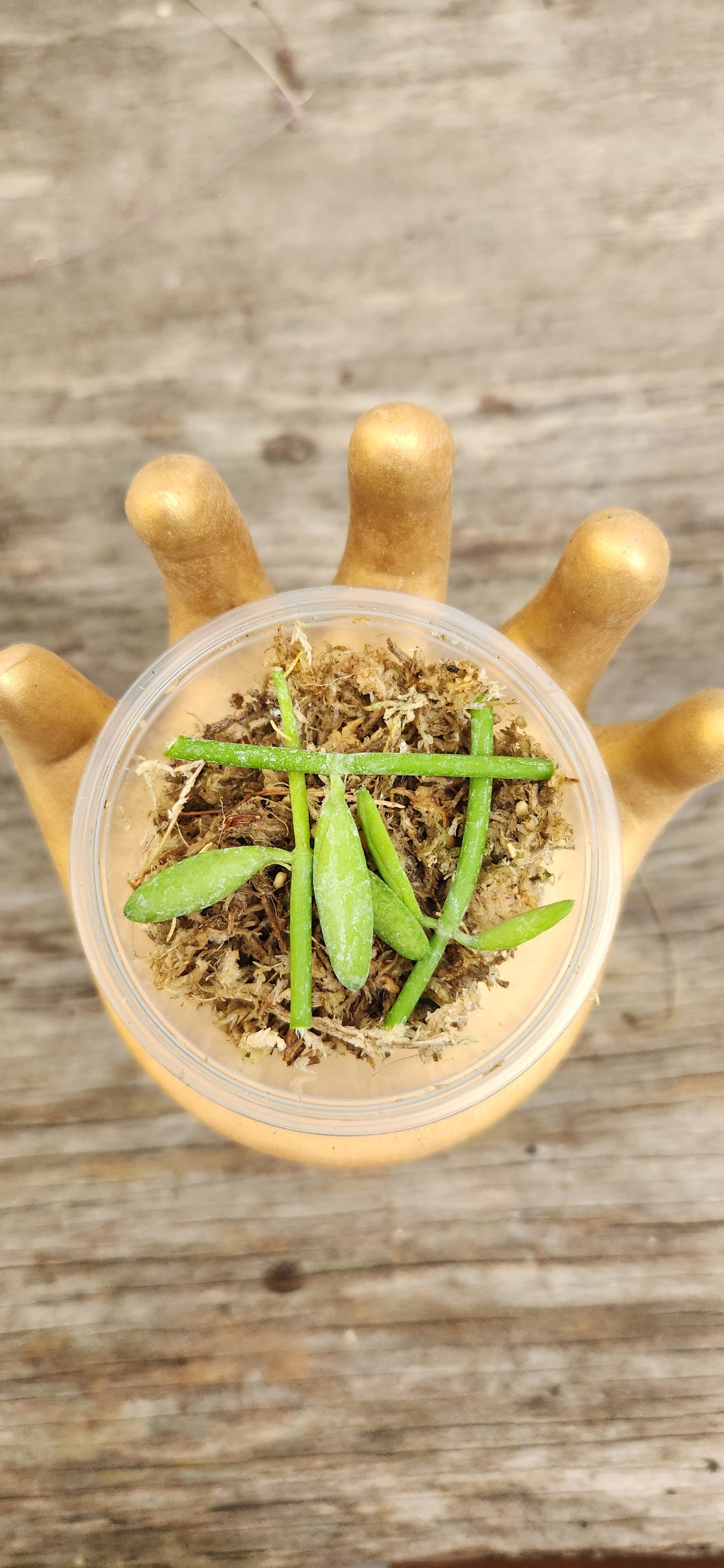 Dischidia Bengalensis Propagation Kit