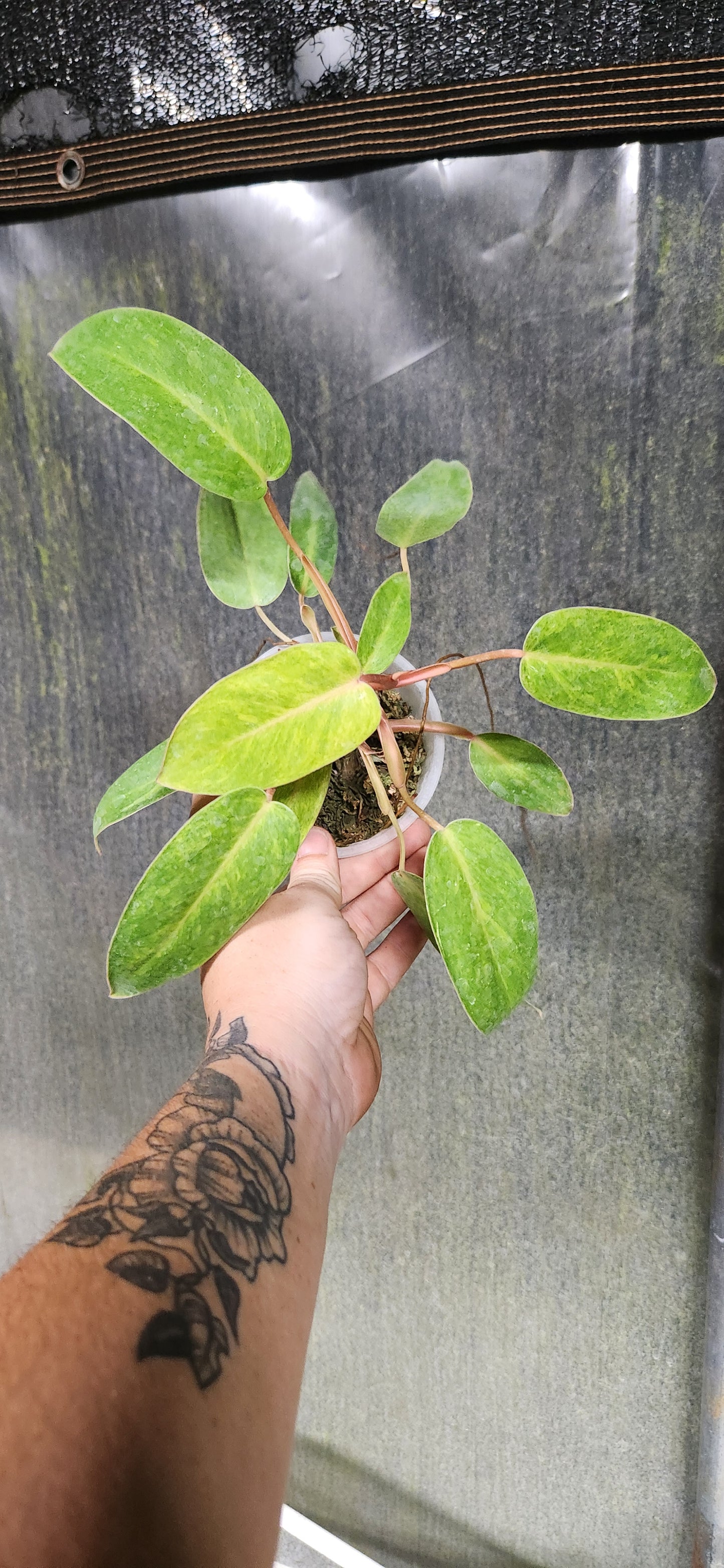 Painted Lady Philodendron