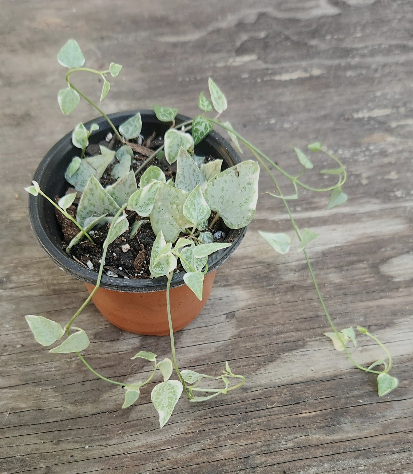 Variegated String of Arrows