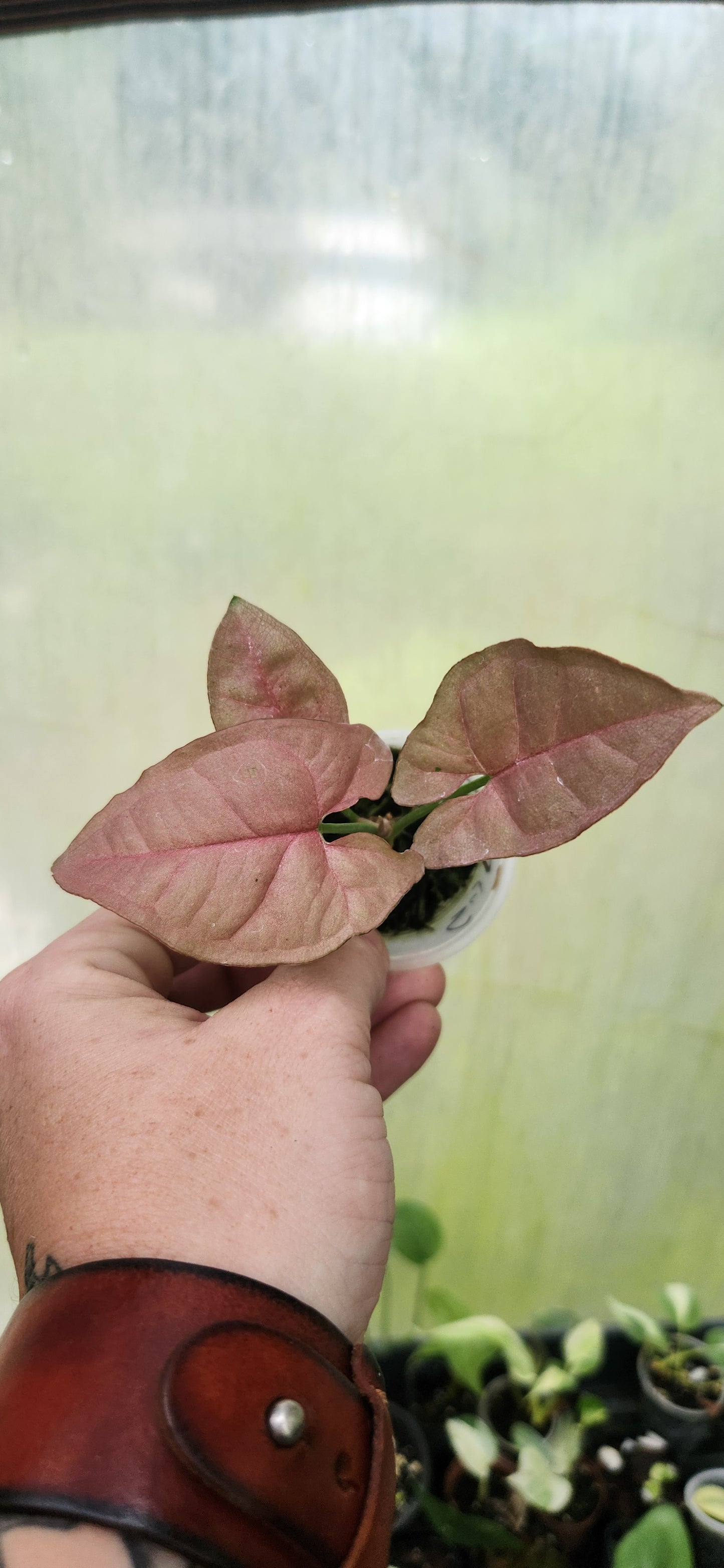 Syngonium Neon Robusta