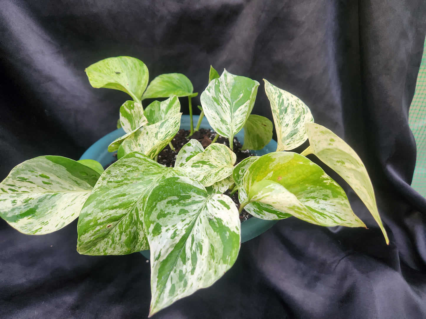 Marble Queen Pothos