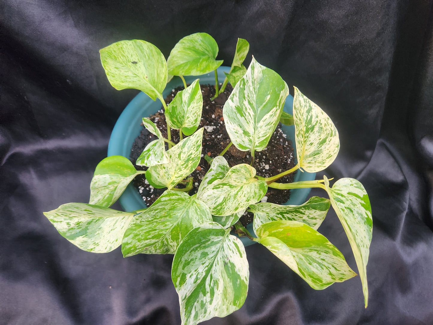 Marble Queen Pothos