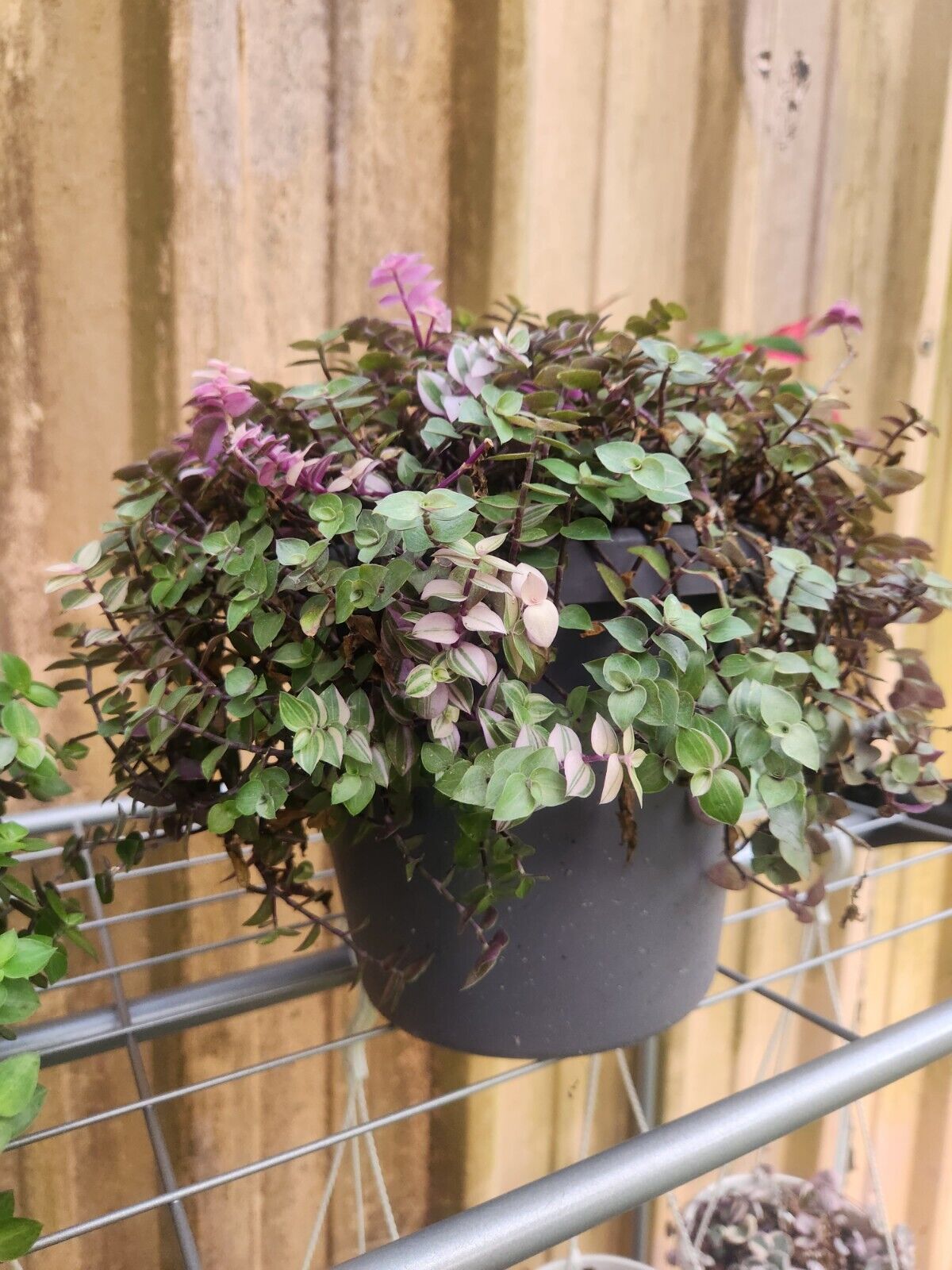 callisia repens hanging plant Callisa Repens ‘Bianca’