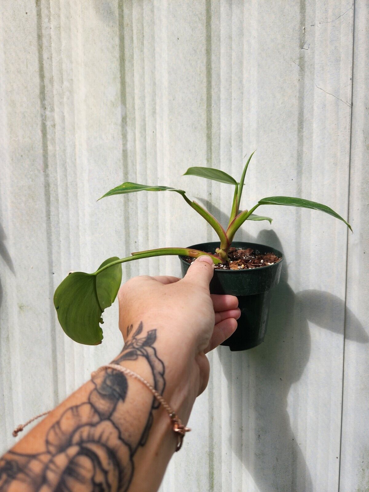 Philodendron White Princess