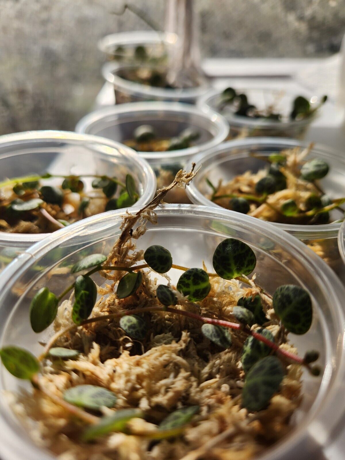 String Of Things Mystery Prop Cups!