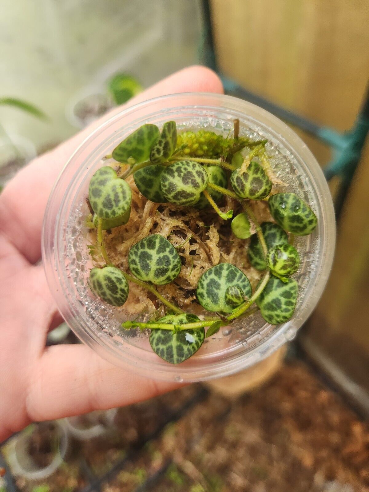 Peperomia Prostrata "String Of Turtles"
