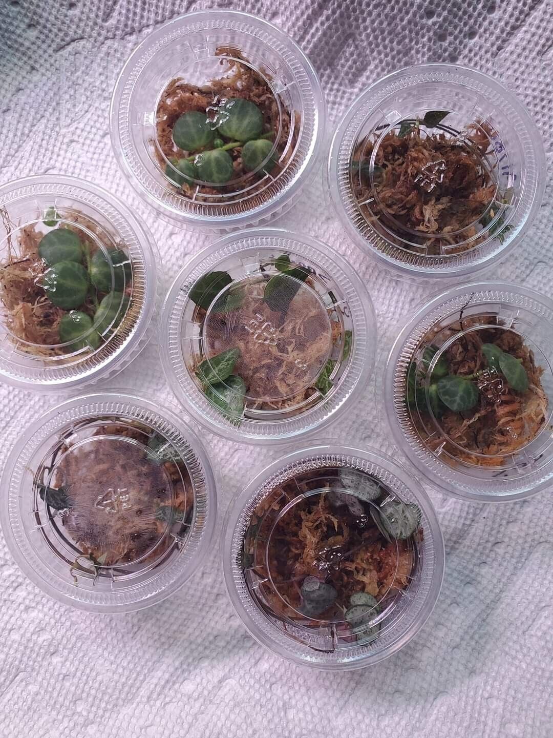 String Of Things Mystery Prop Cups!