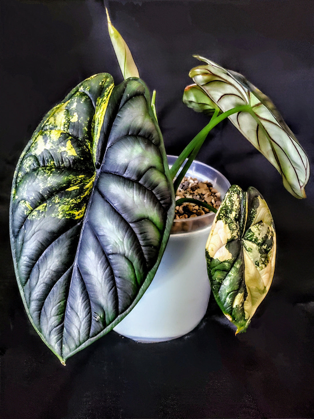 Variegated Dragonscale Alocasia