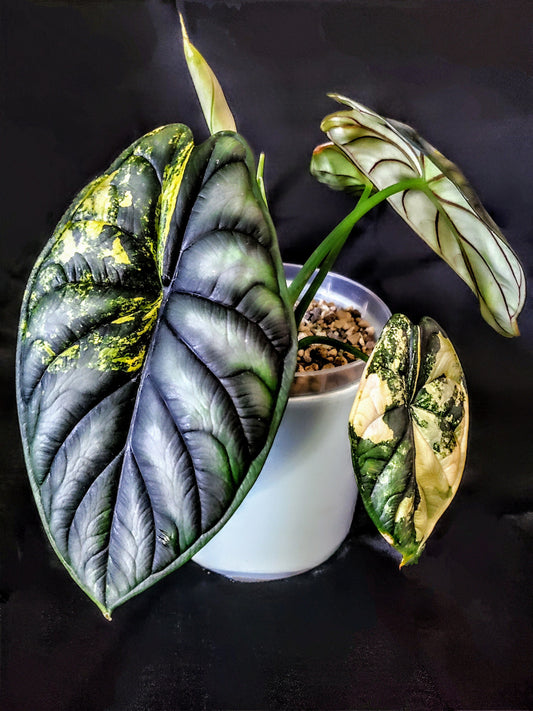 Variegated Dragonscale Alocasia