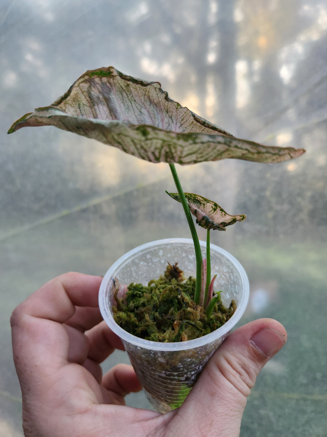 Syngonium Pink Rolli