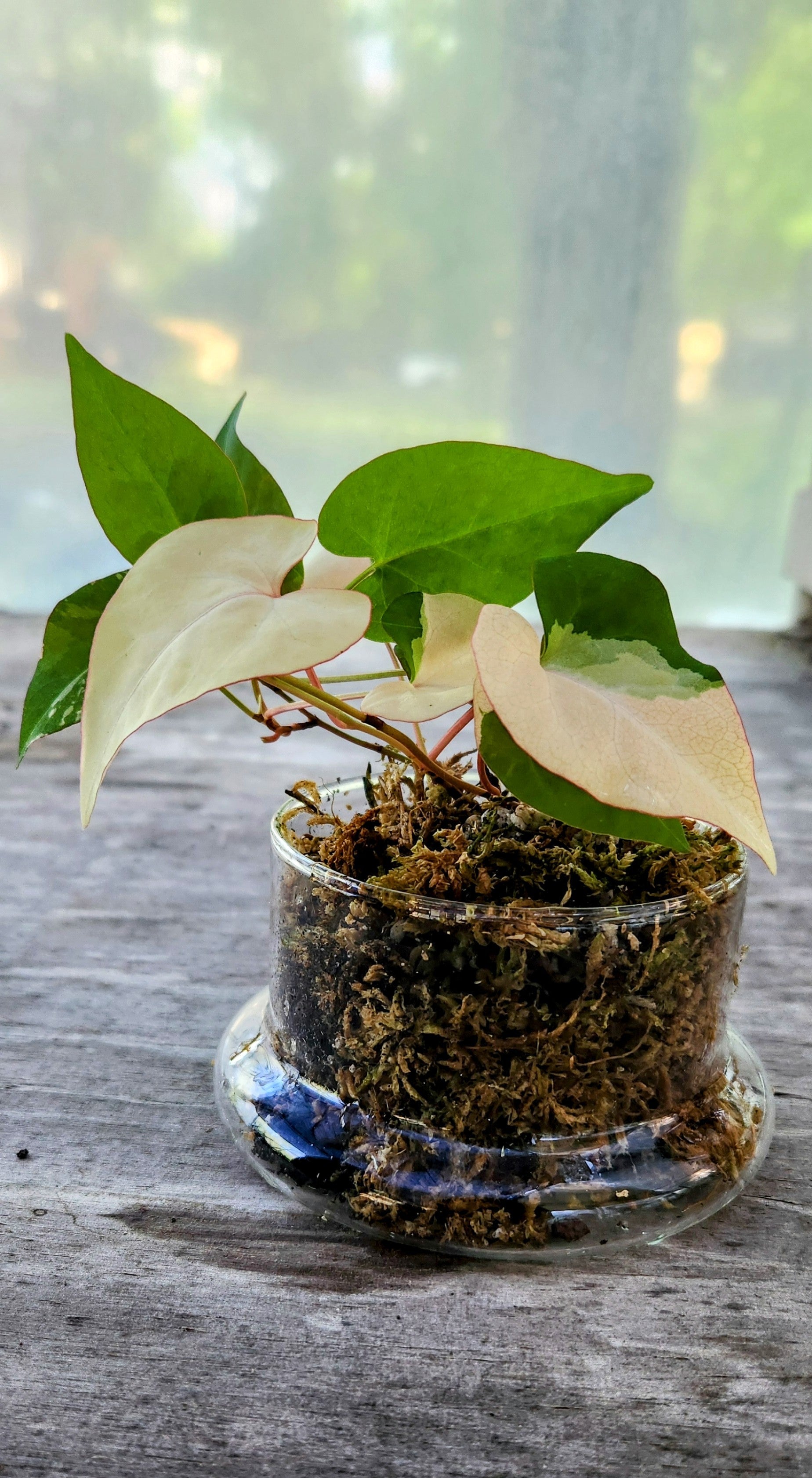 Variegated Fallopia Multiflora – Blackwood Botanical