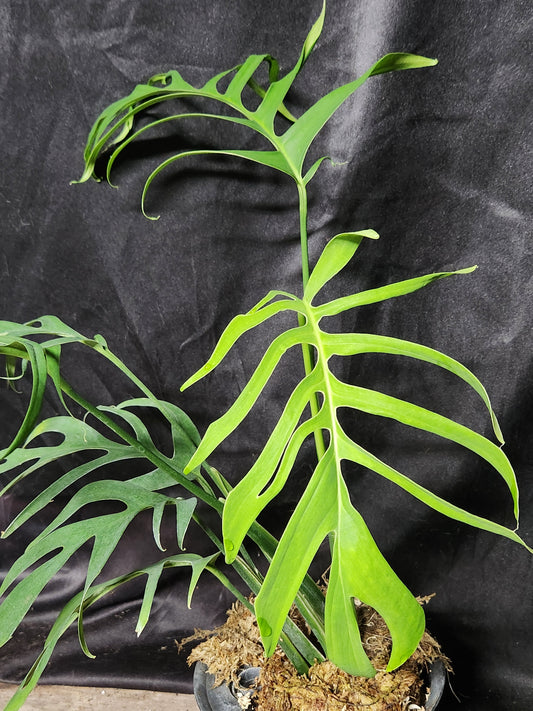 Monstera Croatii