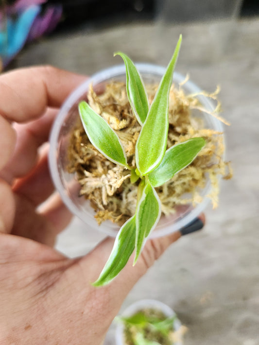 Philodendron Velvet Halo Mican