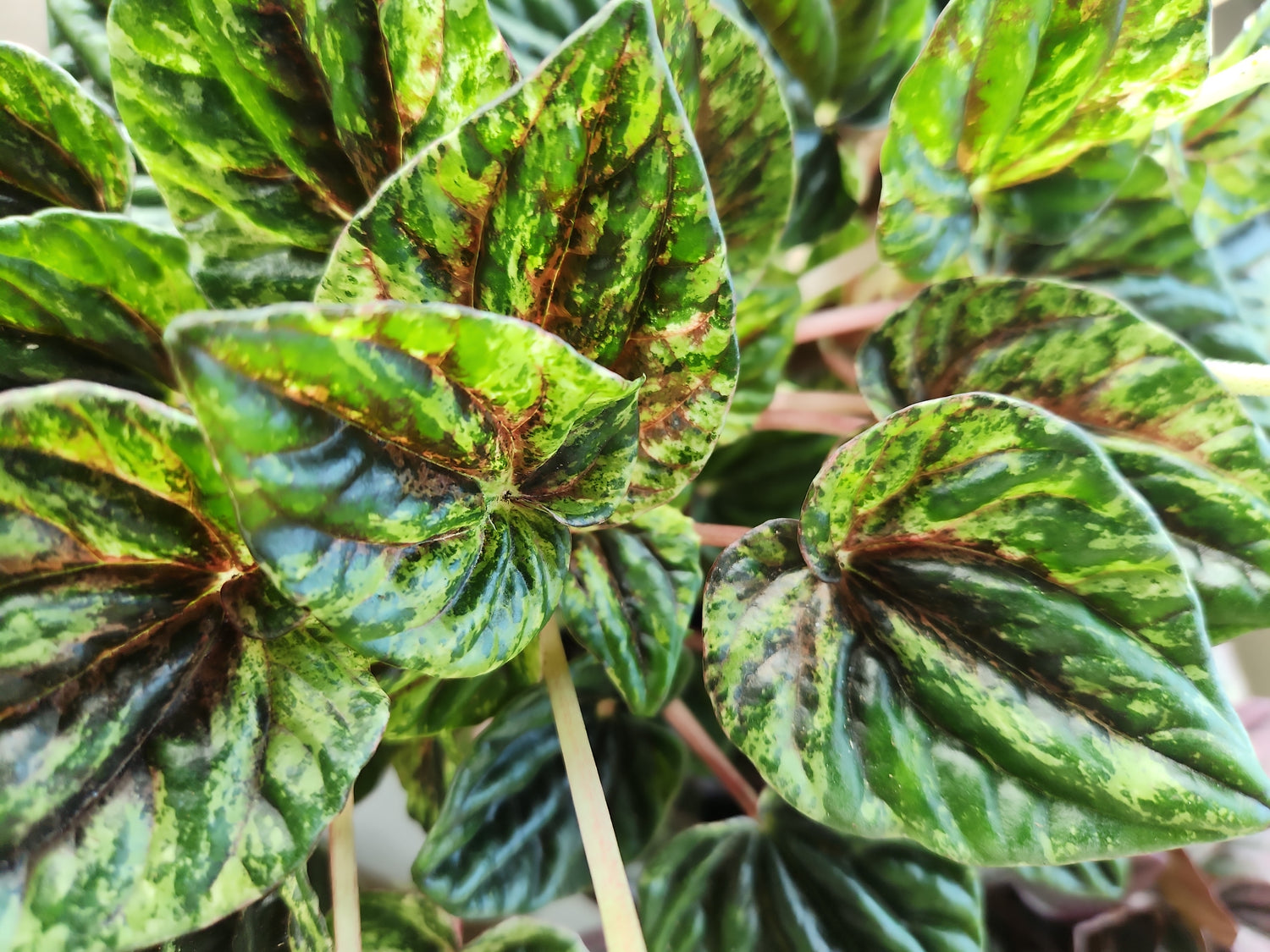 Peperomia Propagation Kits